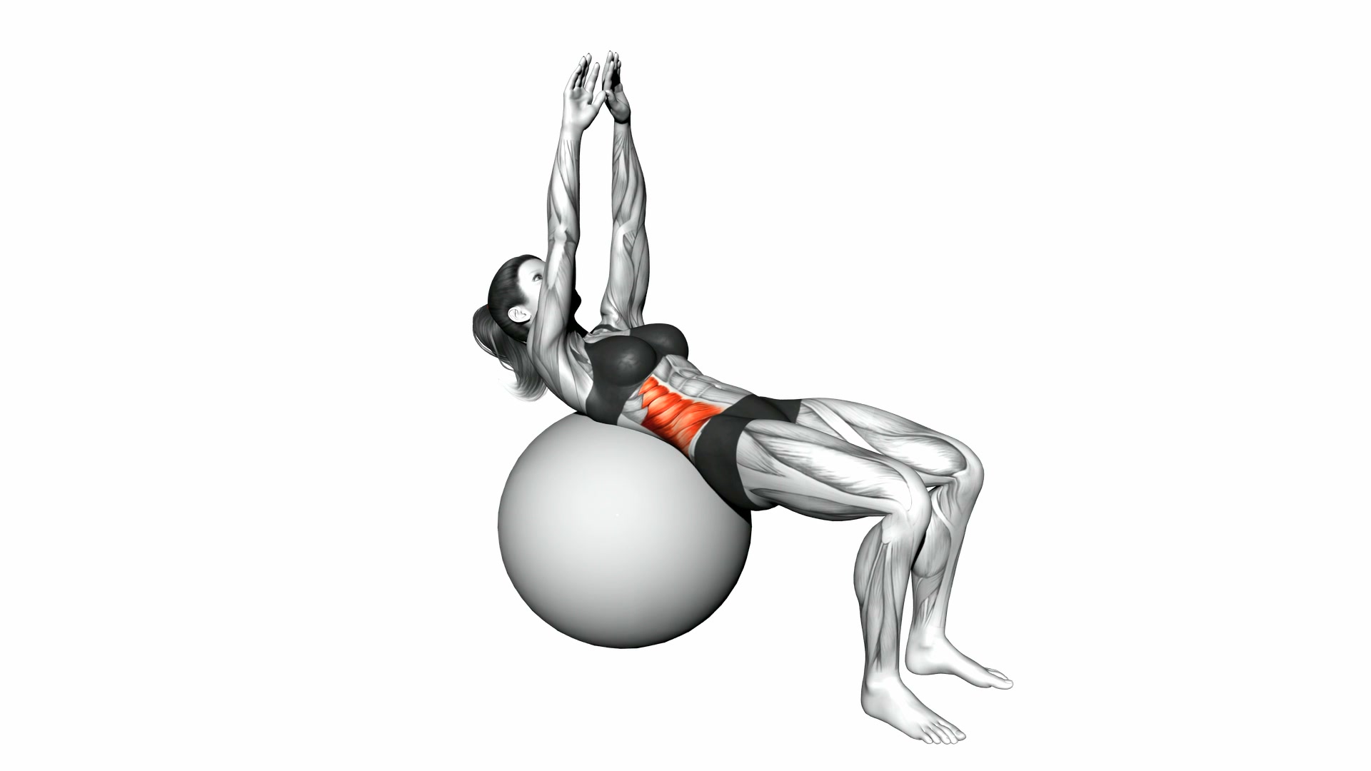 Russian Twist on Stability Ball (Arms Straight) demo