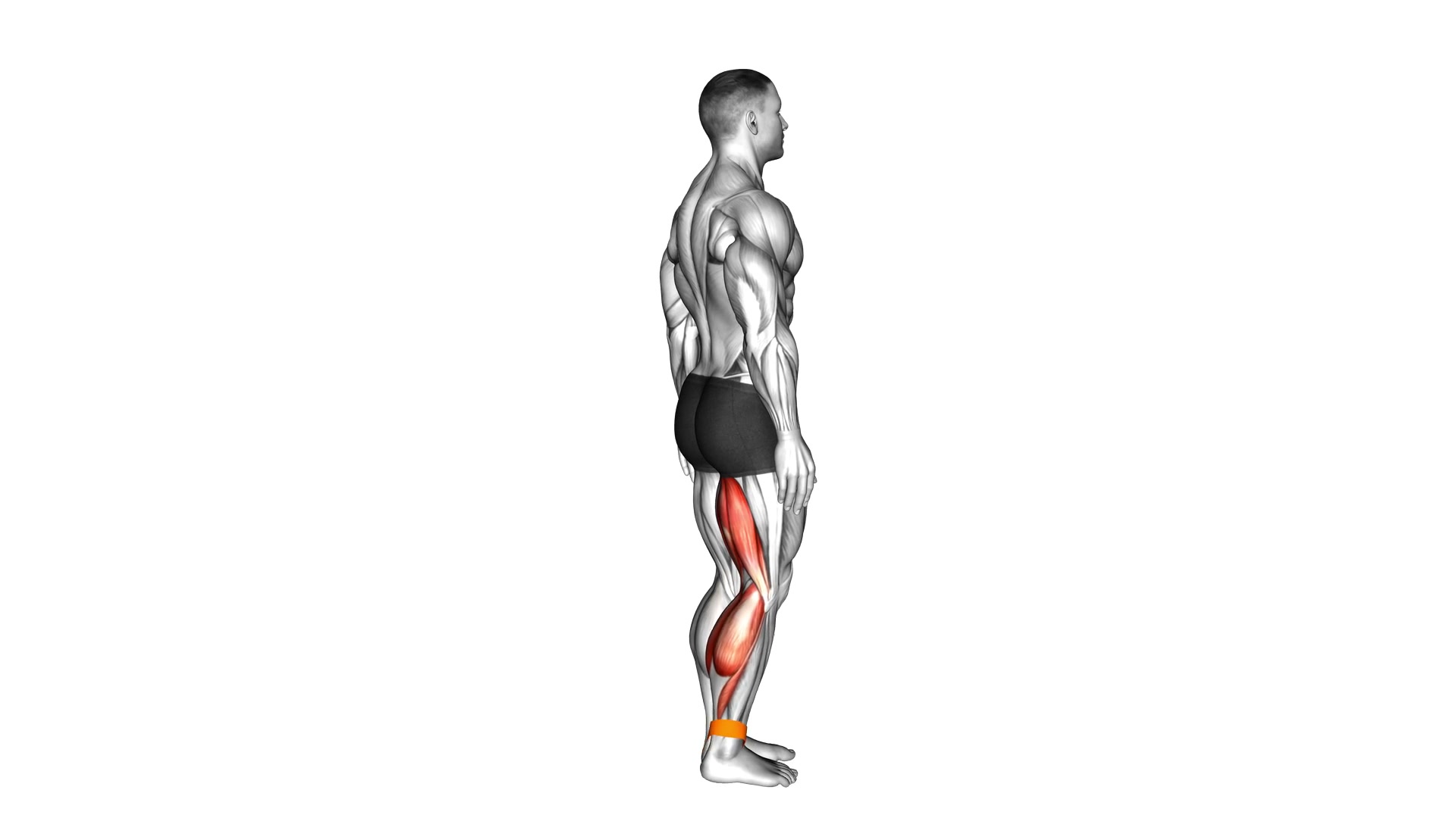 Band Prone Leg Curl demo