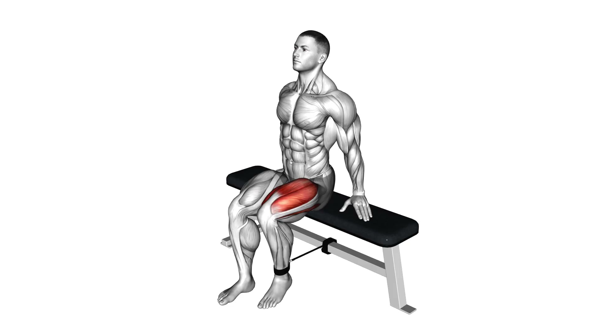 Band Seated Leg Extension demo