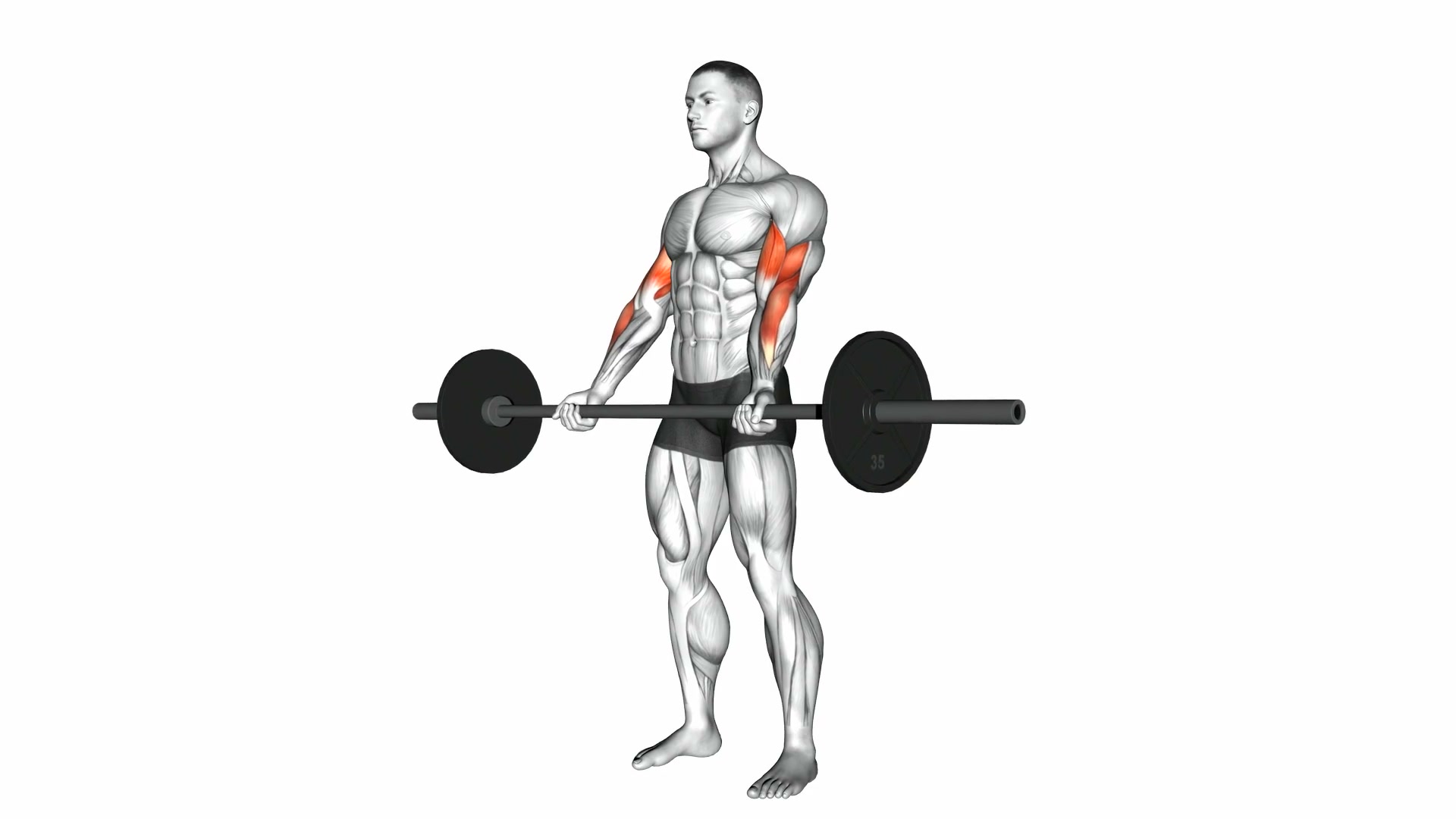 Barbell Curl demo