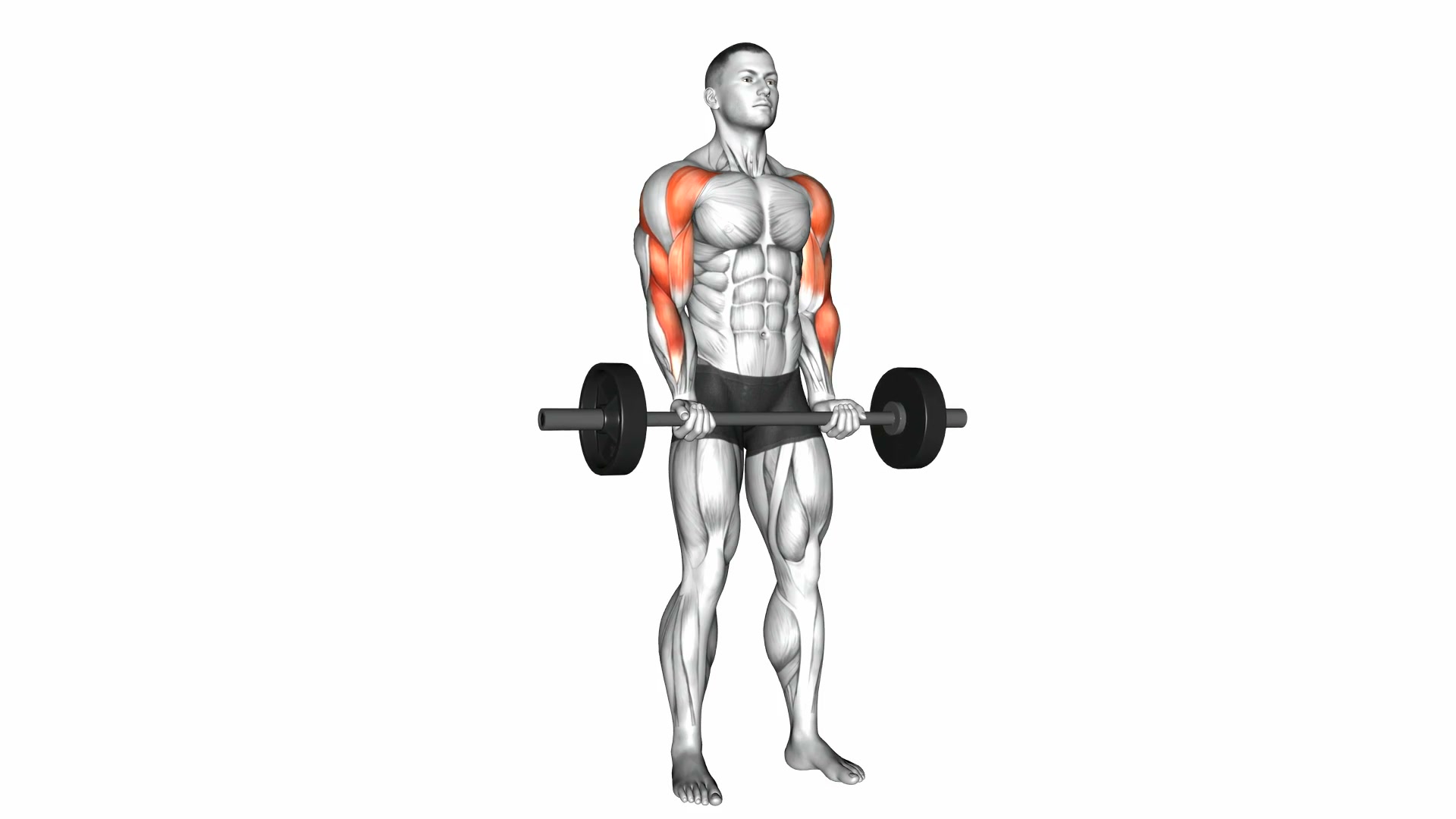 Barbell Drag Curl demo