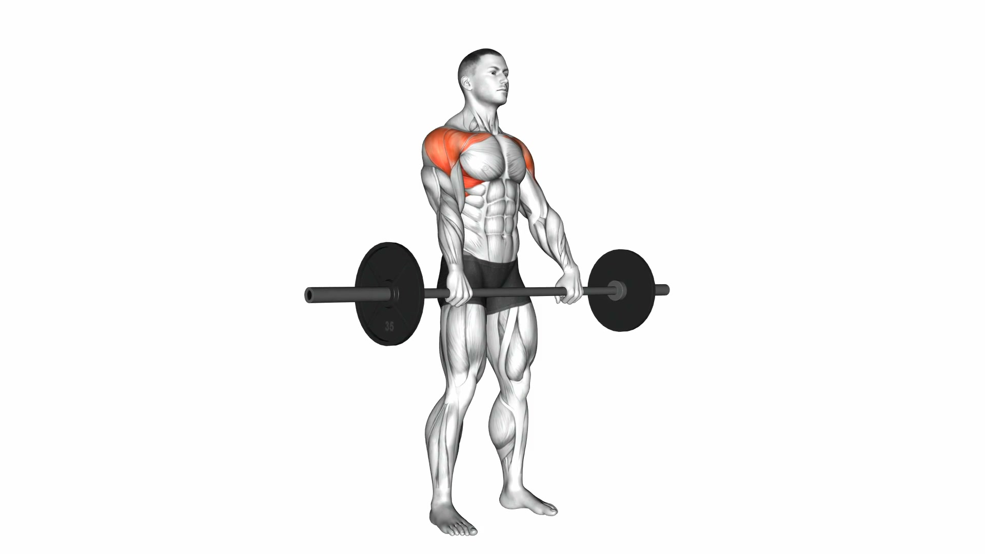 Barbell Front Raise