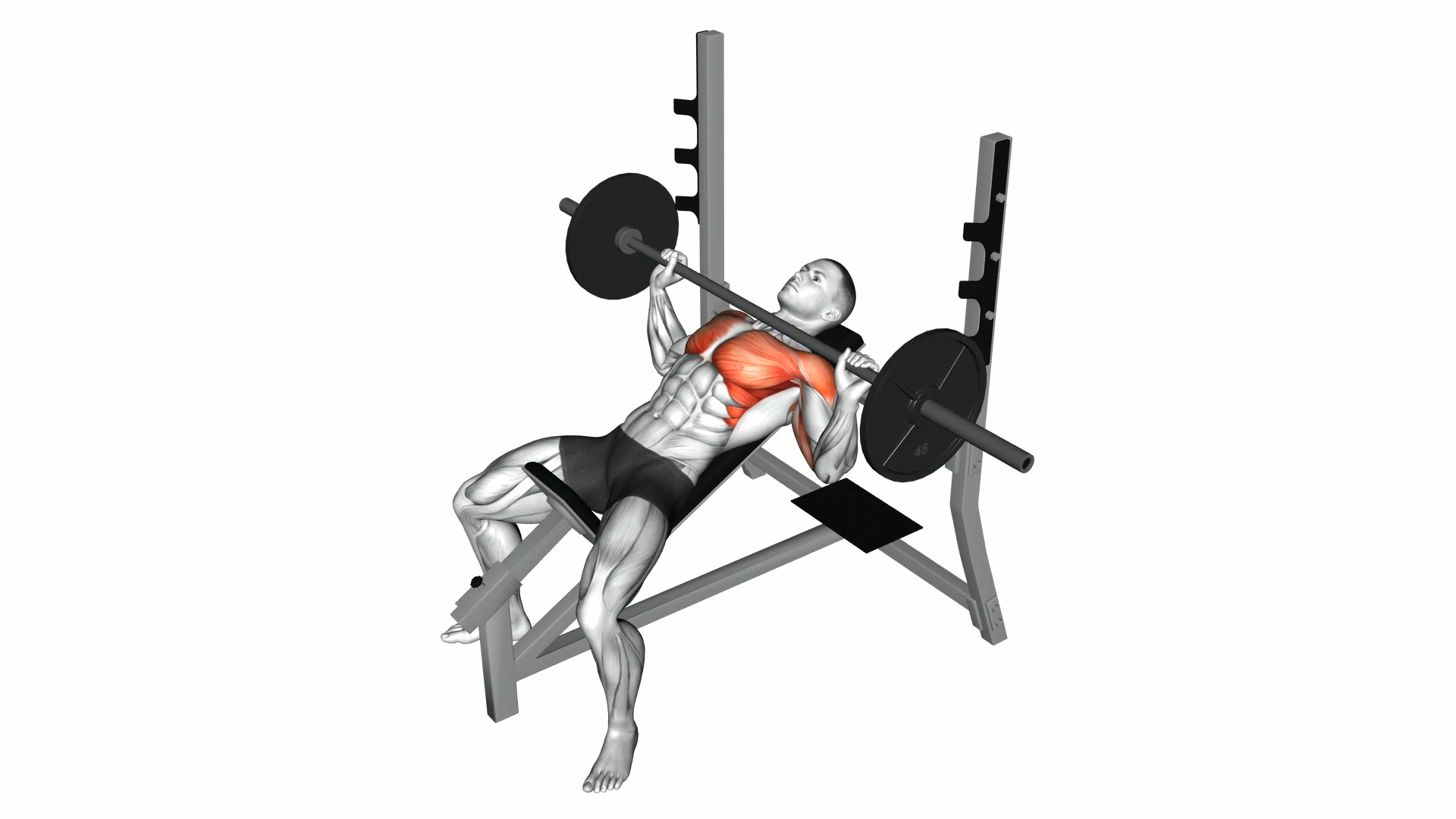 Barbell Incline Bench Press