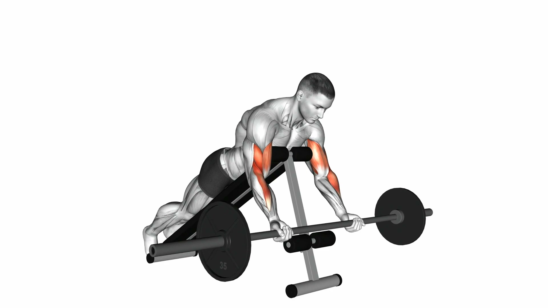 Barbell Prone Incline Curl demo