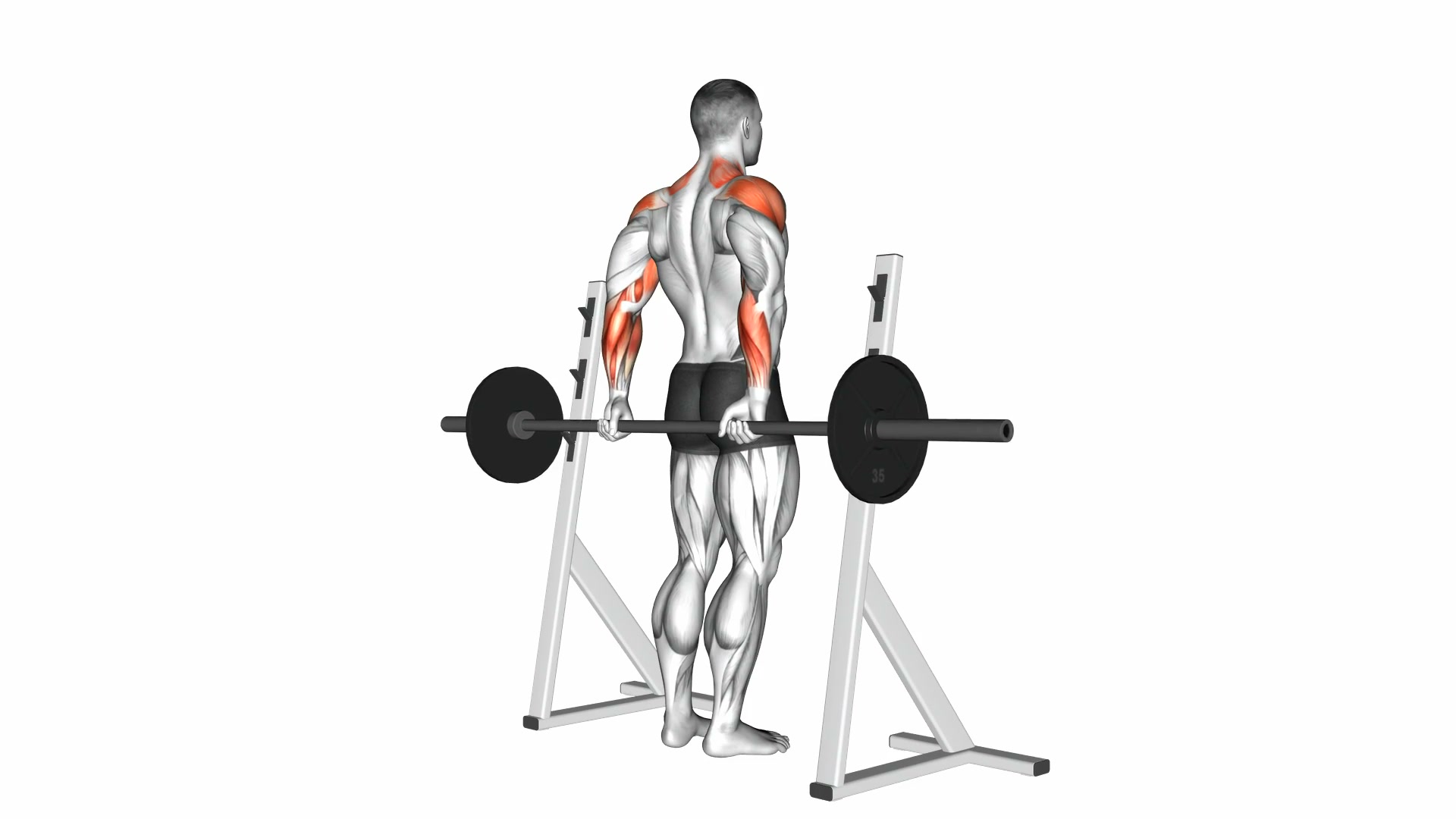 Barbell Rear Delt Raise