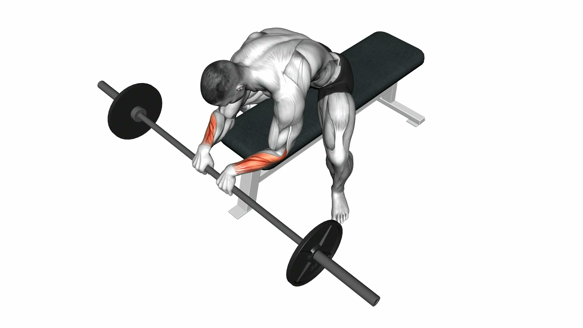 Barbell Reverse Wrist Curl demo