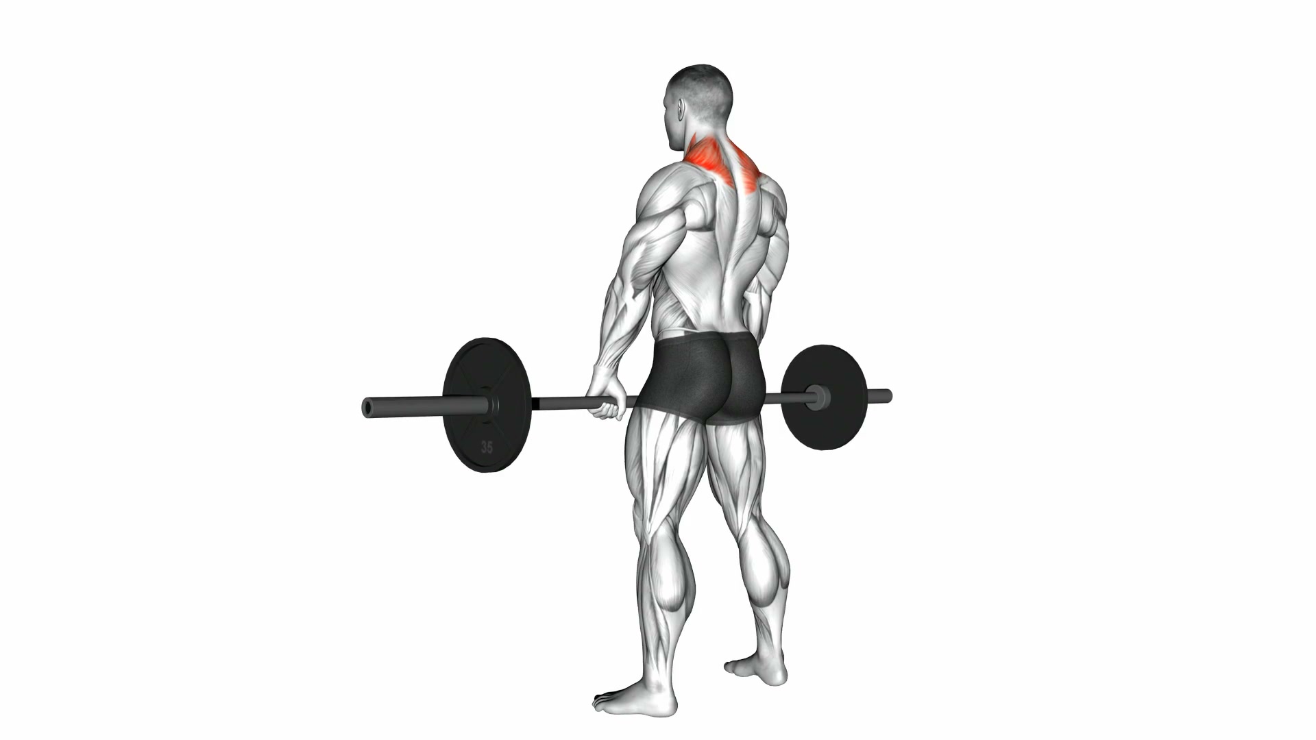 Barbell Shrug demo