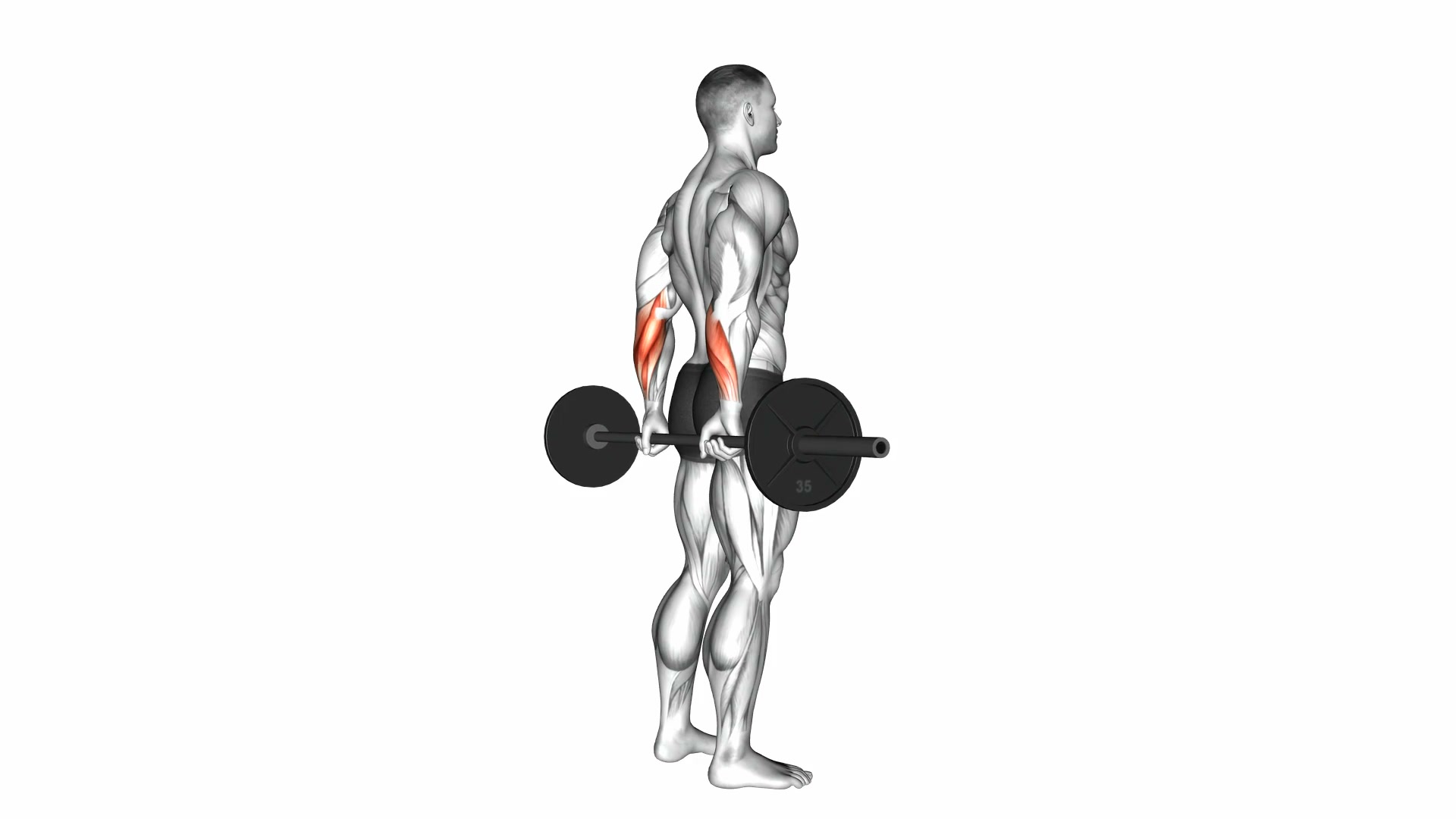 Barbell Standing Back Wrist Curl demo