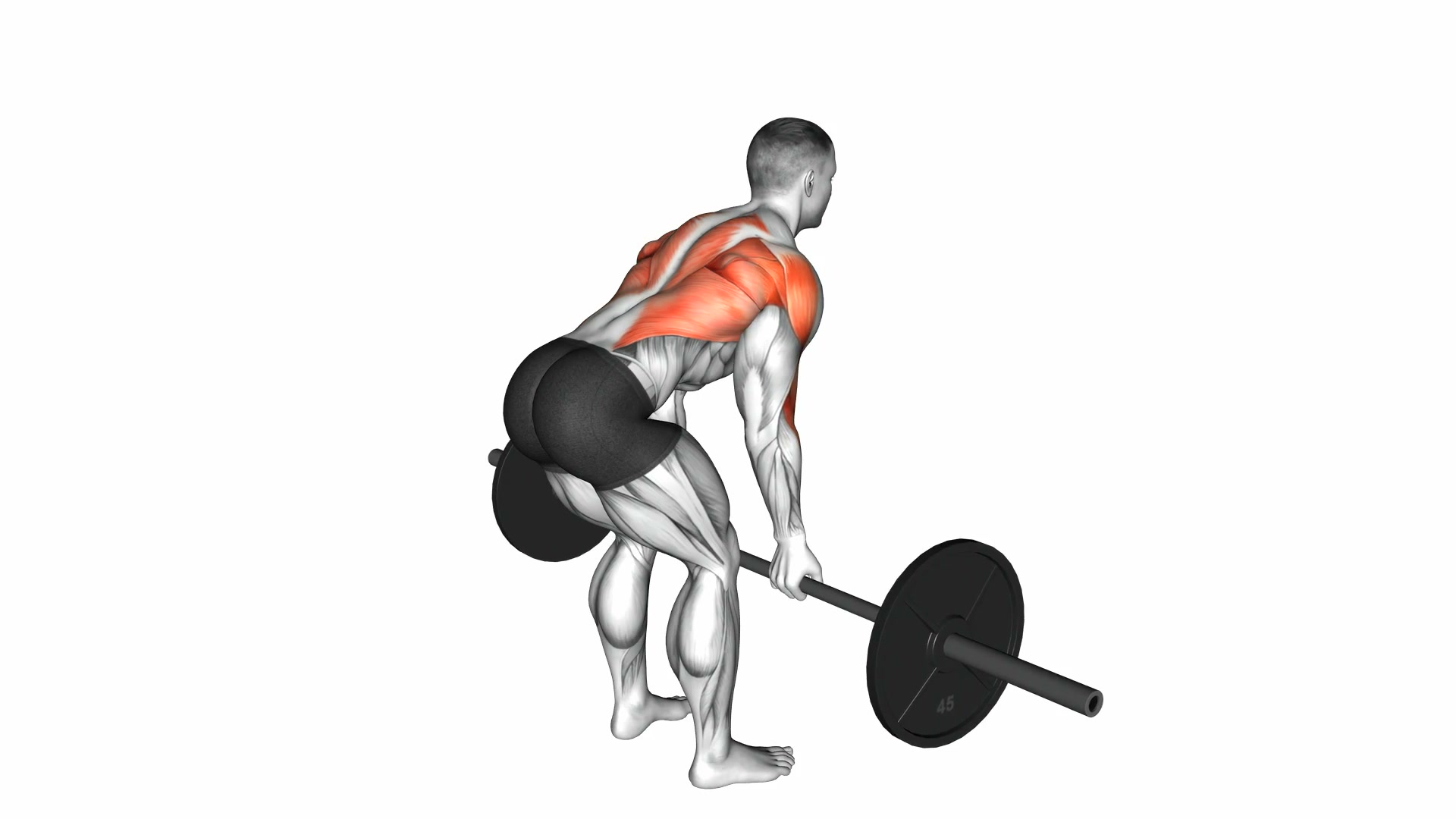 Barbell Underhand Bent-Over Row demo