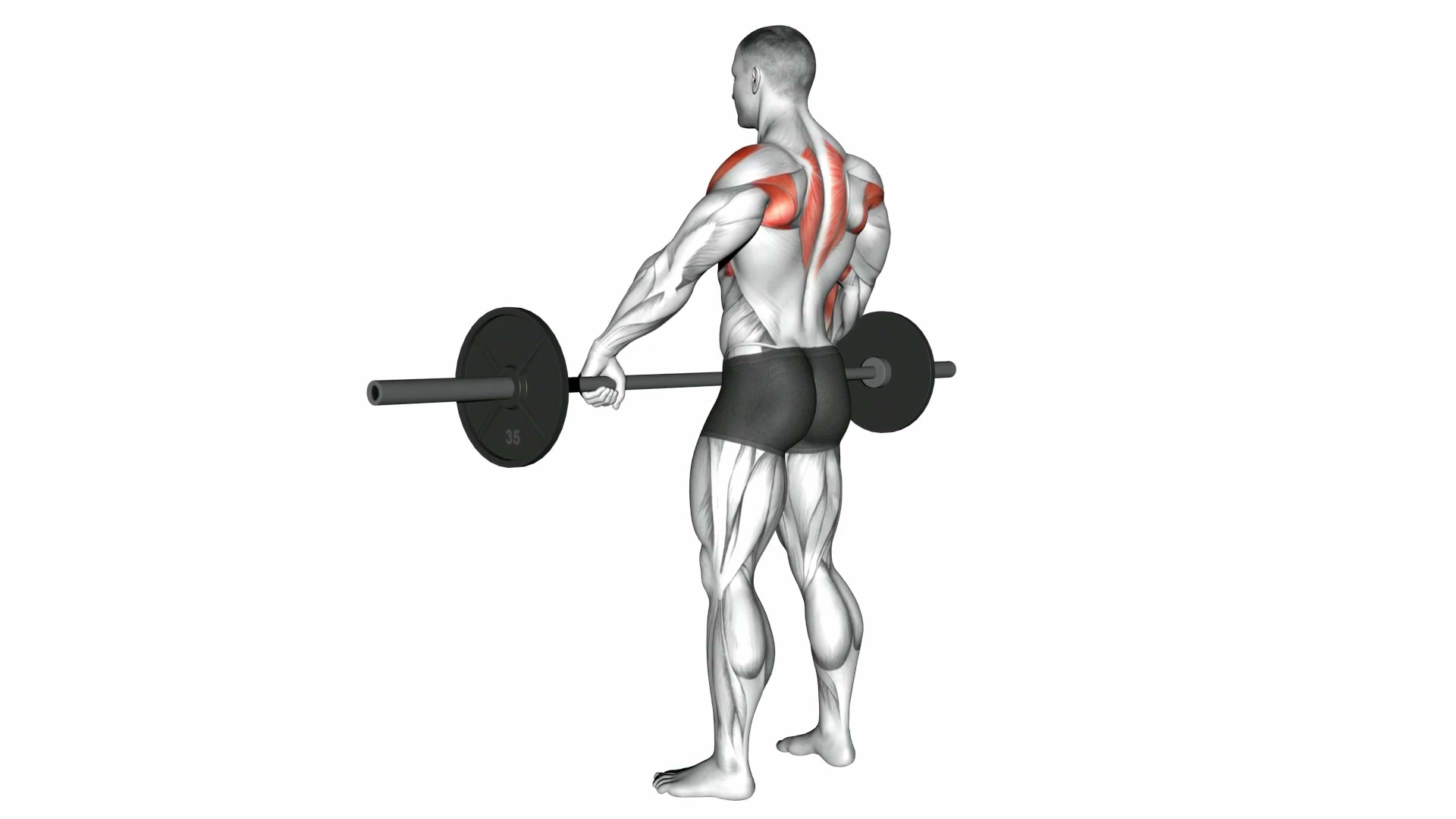 Barbell Wide-Grip Upright Row demo
