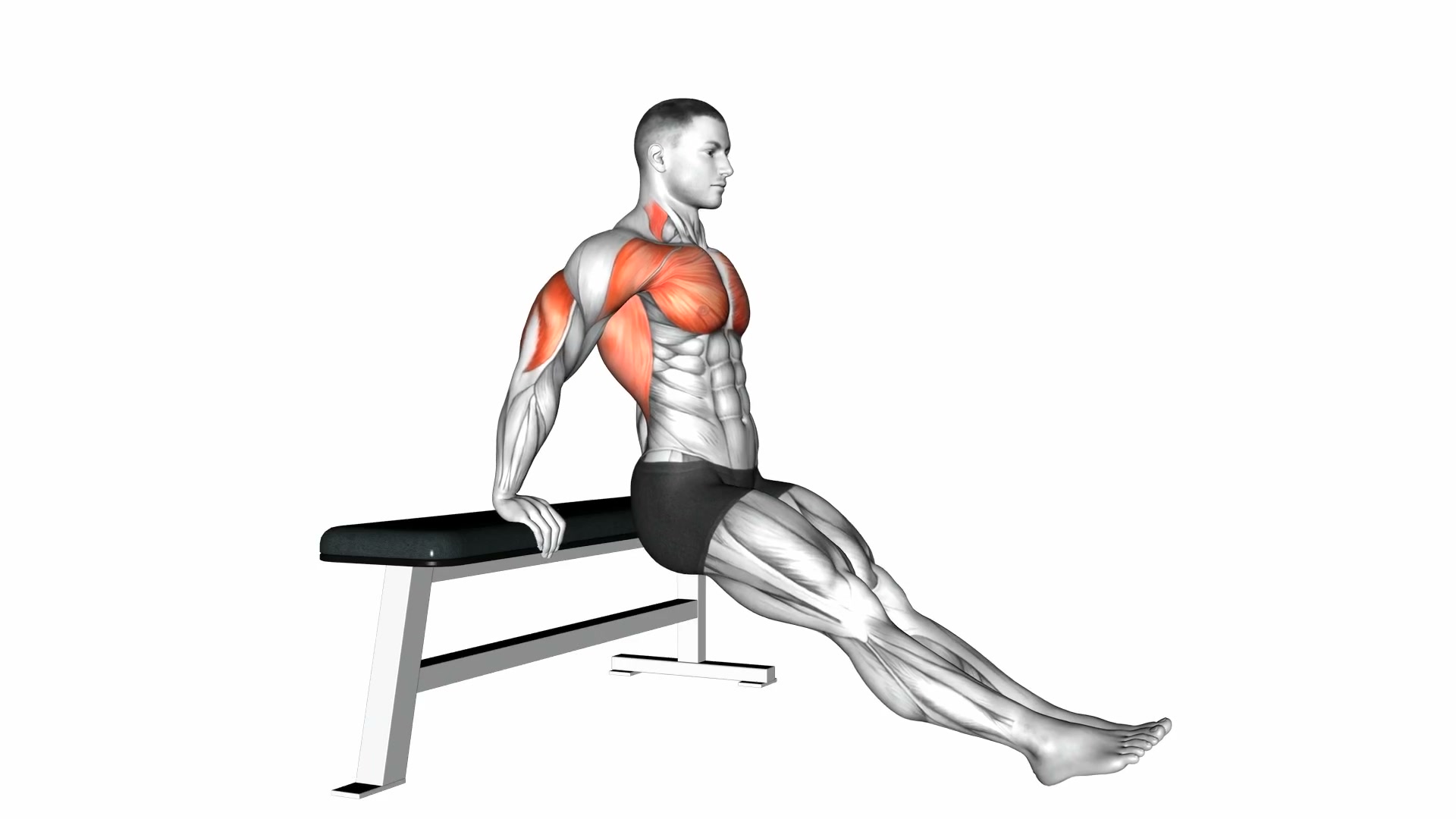 Bench Dips demo