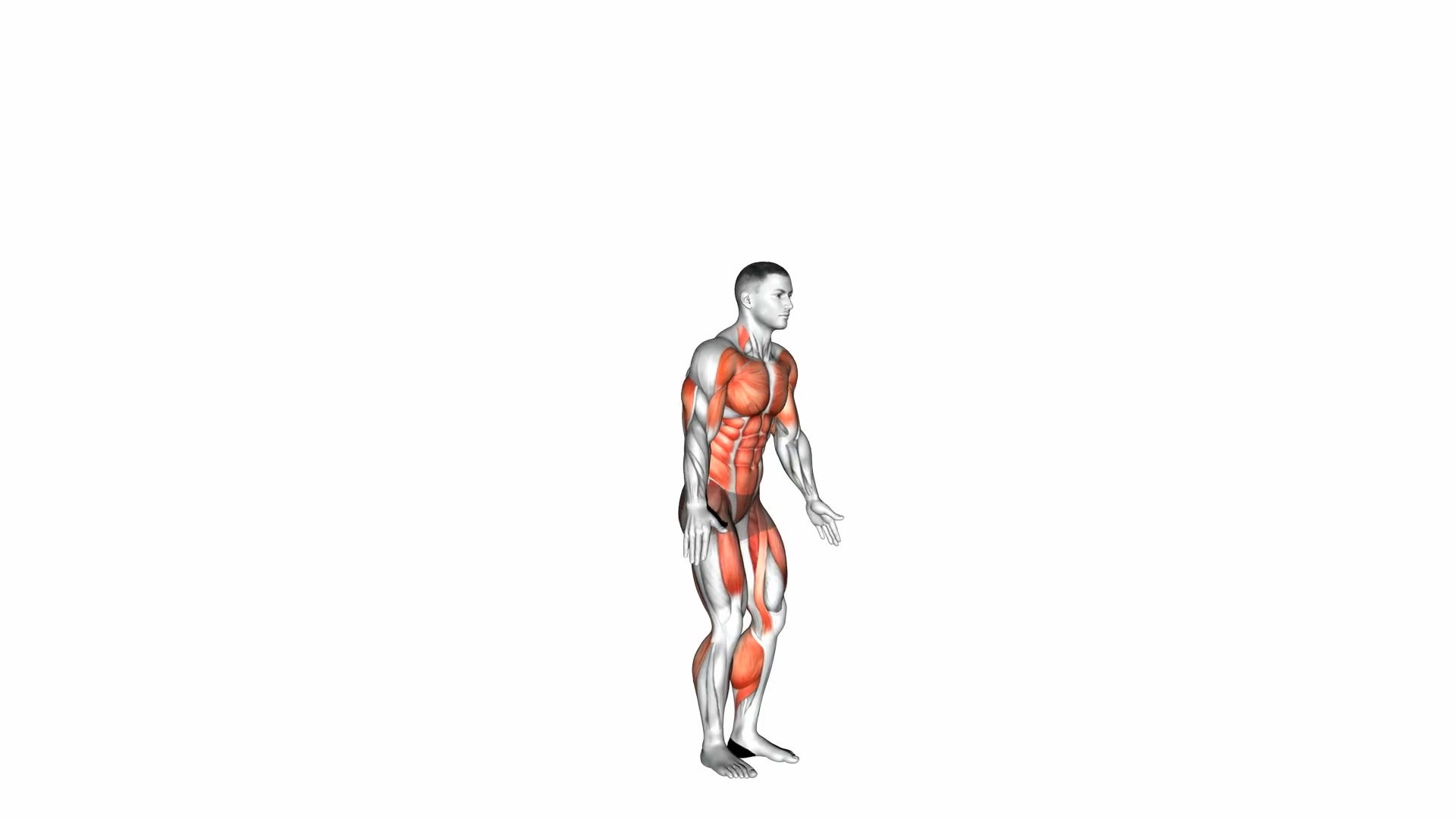Burpee