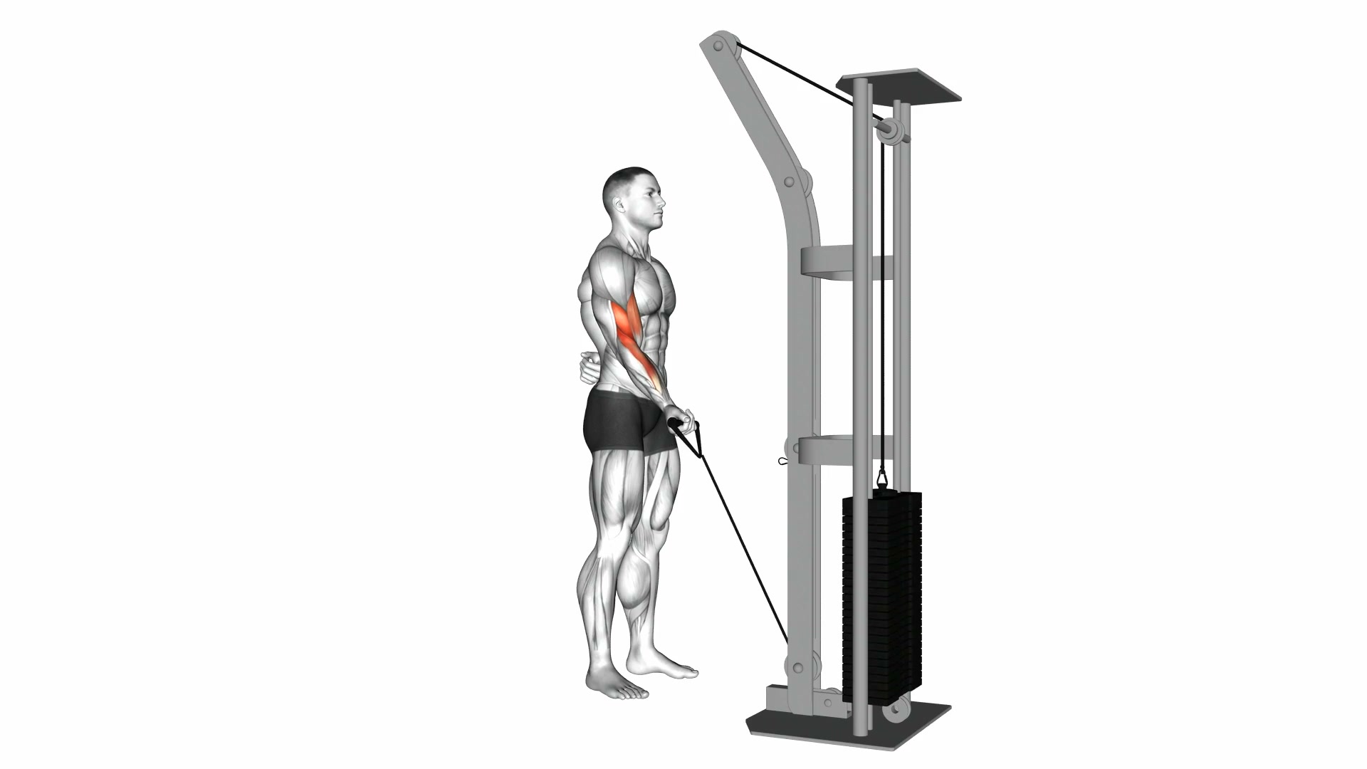 Cable One Arm Curl demo