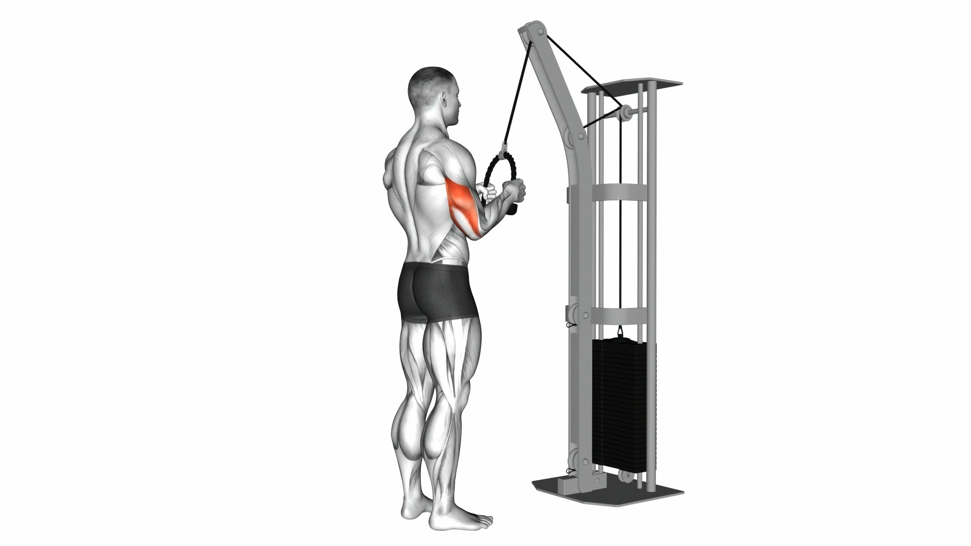 Cable Rope Triceps Pushdown demo