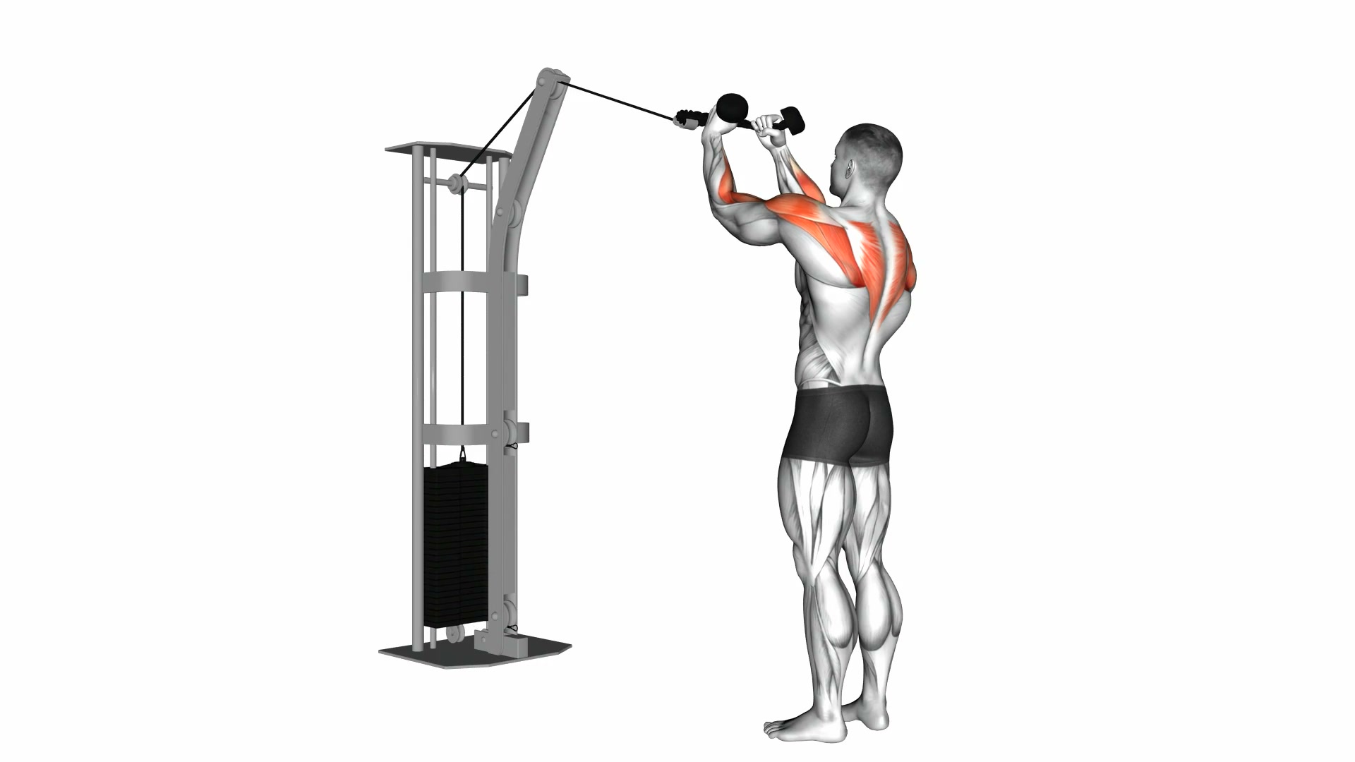 Cable Rear Delt Row (with rope) demo