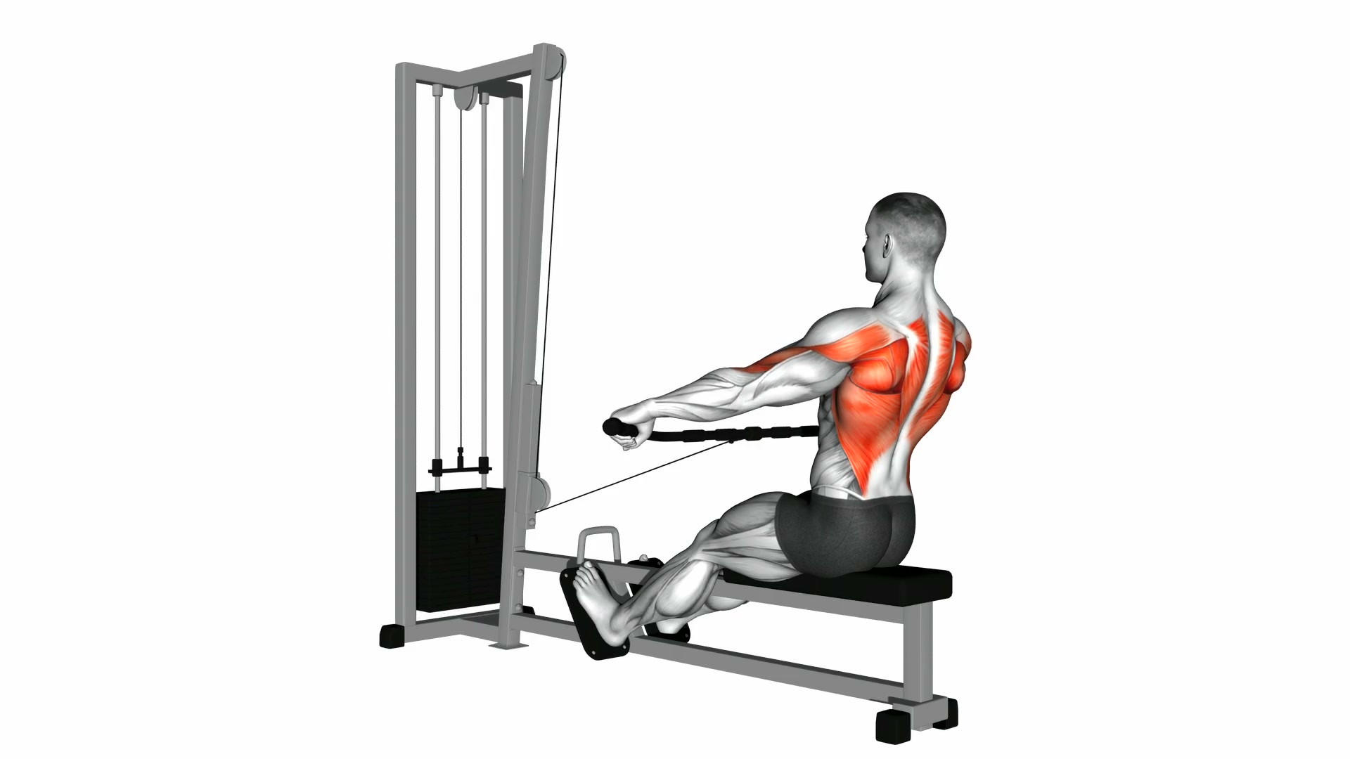 Seated Cable Row (Wide-Grip) demo