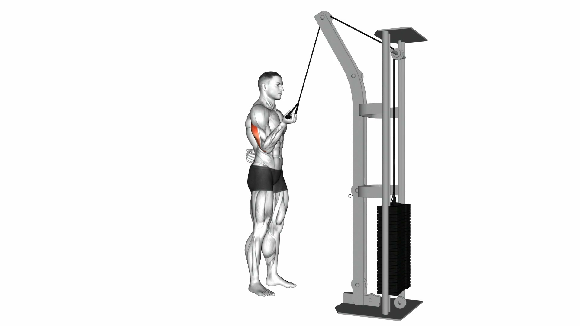 Cable Standing One Arm Triceps Extension demo