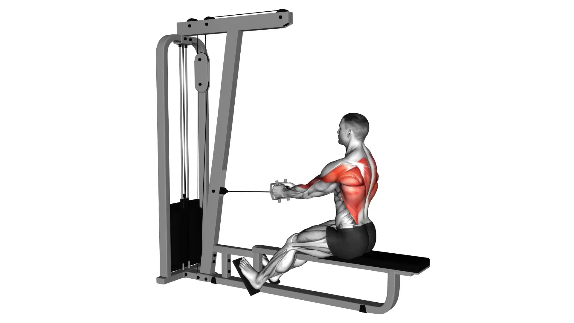 Seated Cable Row (V-Grip) demo