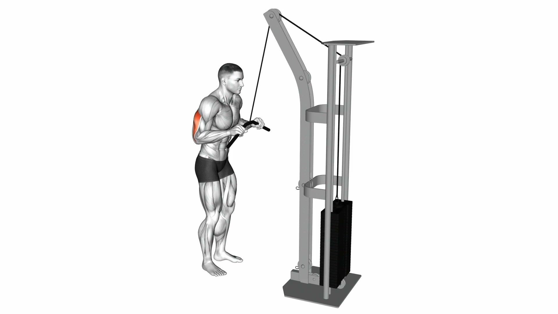 Cable Triceps Pushdown demo