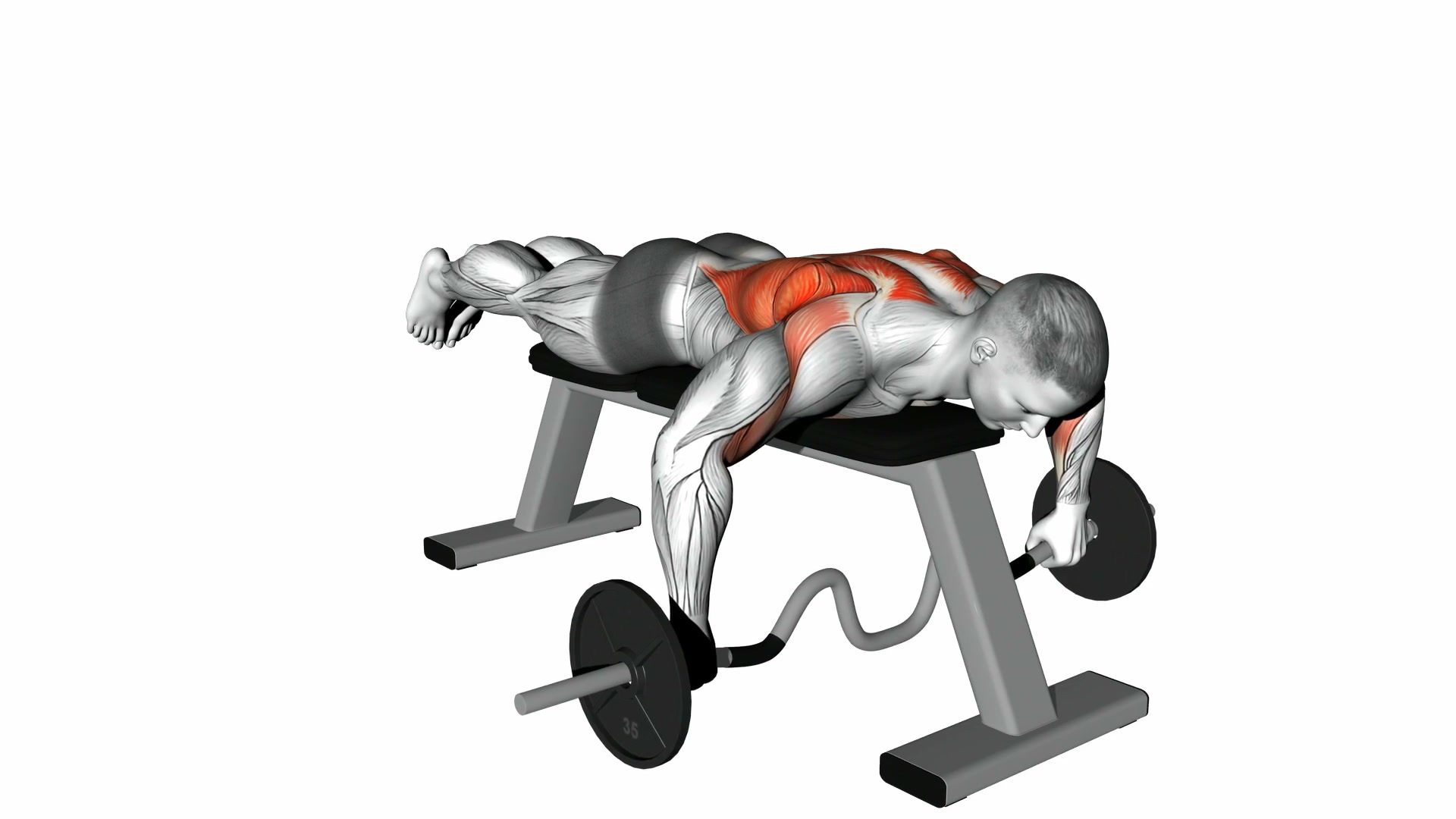 Cambered Bar Lying Row demo