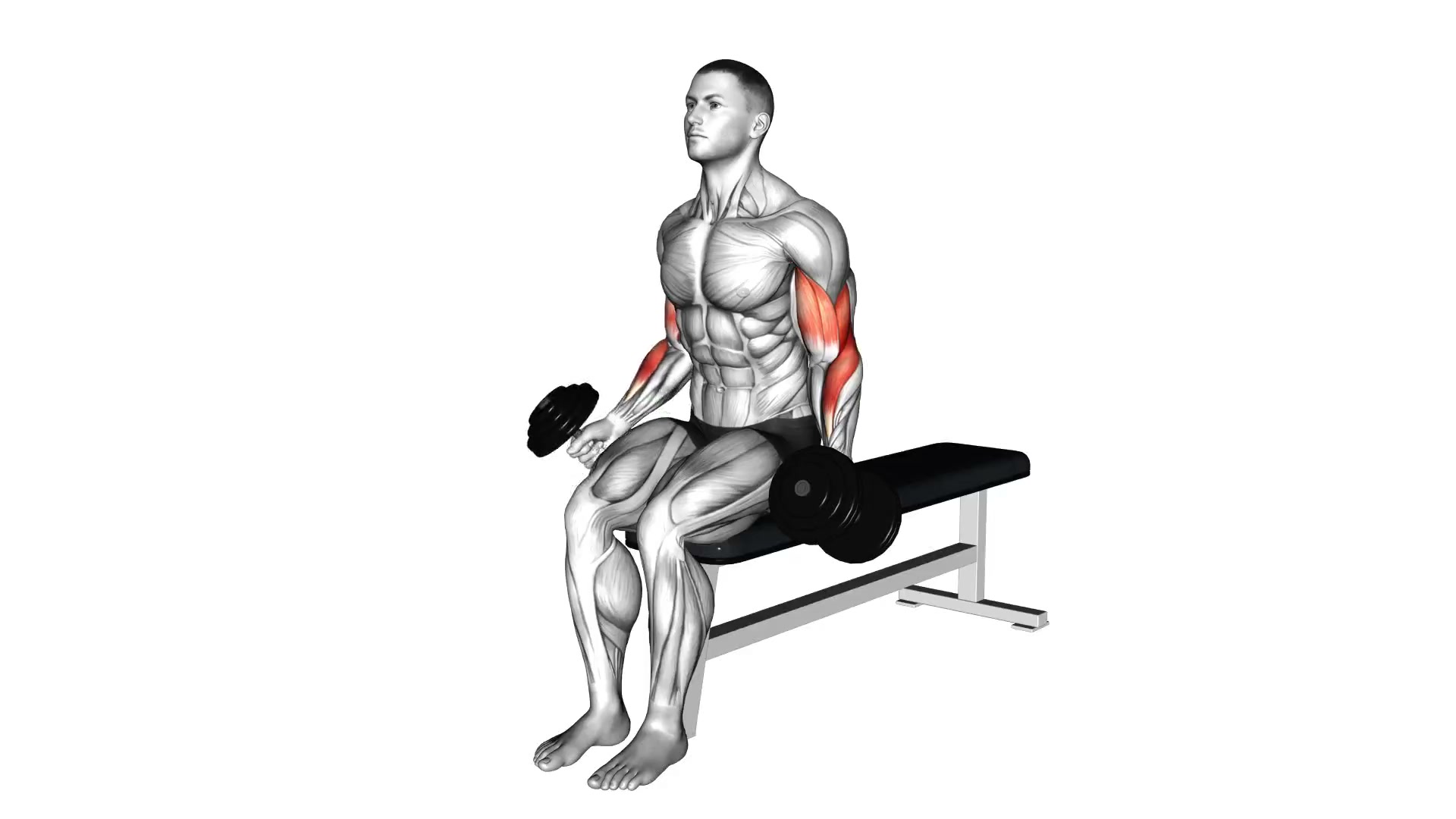 Seated Alternating Dumbbell Curl demo