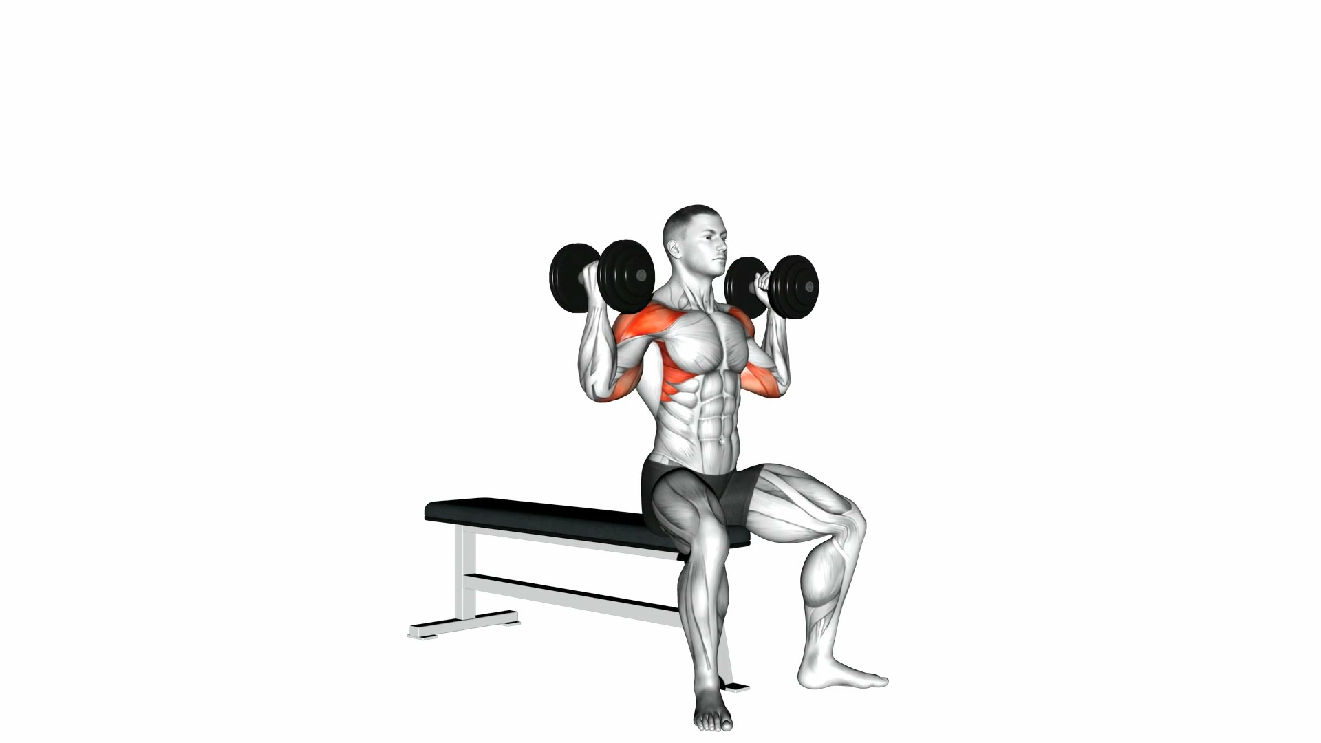 Dumbbell Arnold Press demo