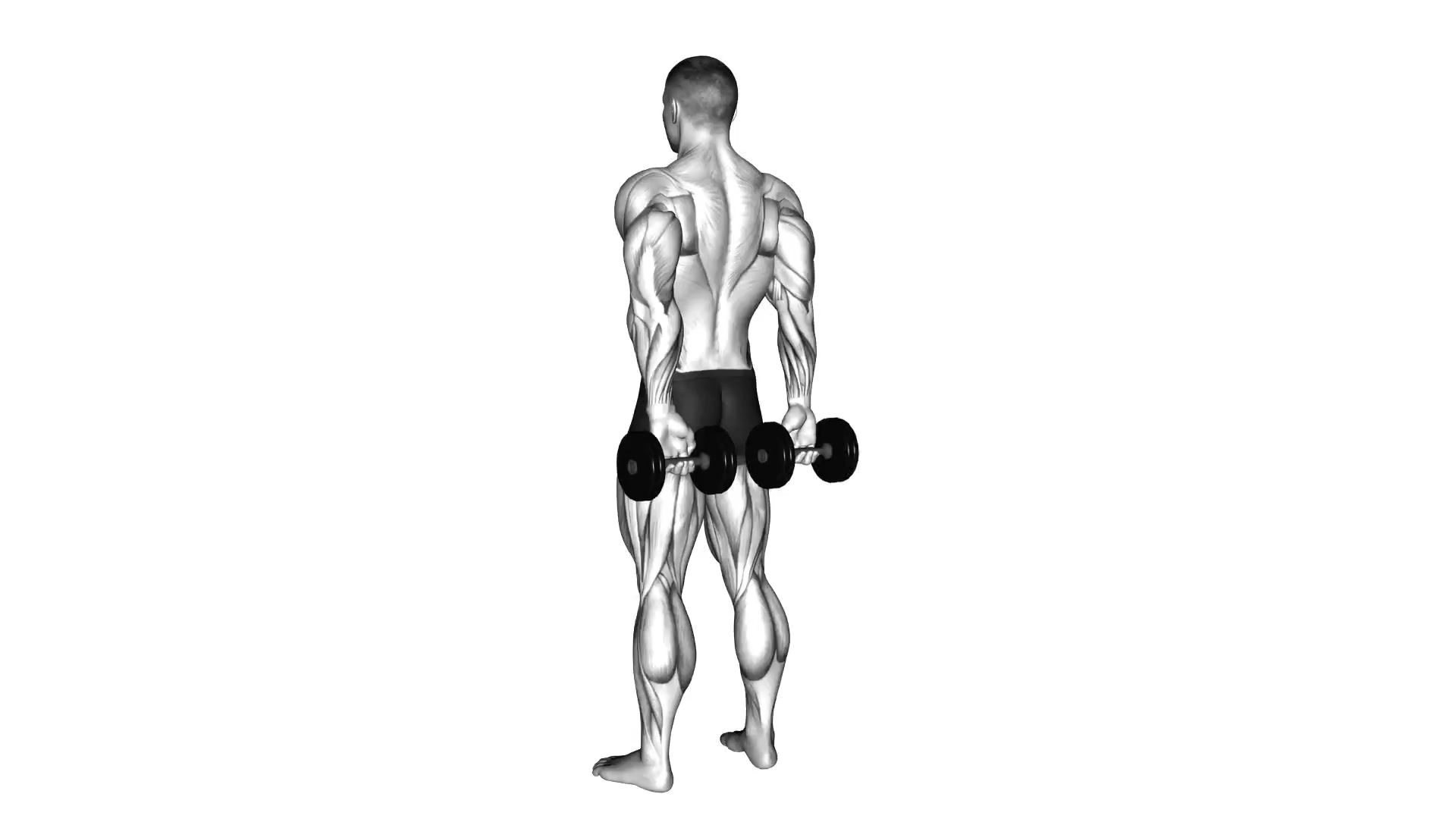Dumbbell Behind-the-Back Wrist Curl demo