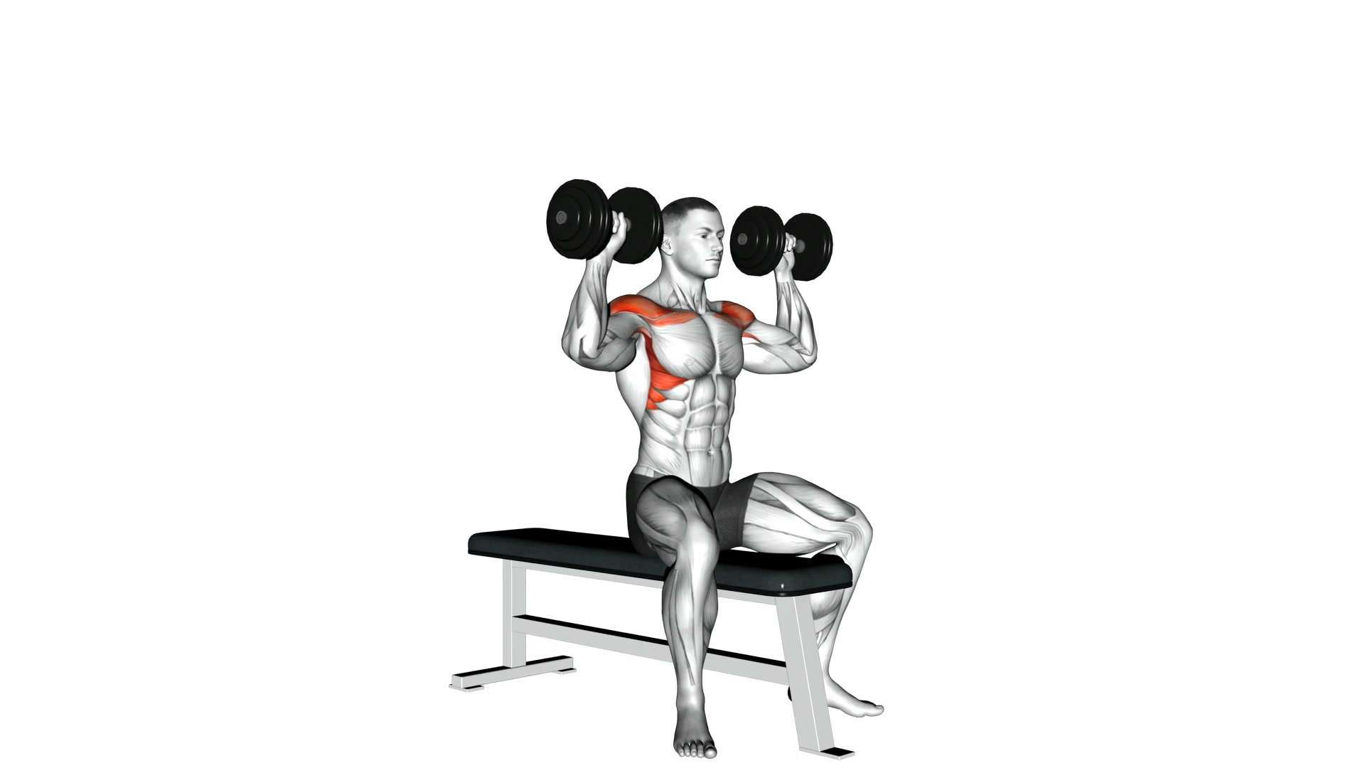 Seated Dumbbell Shoulder Press demo