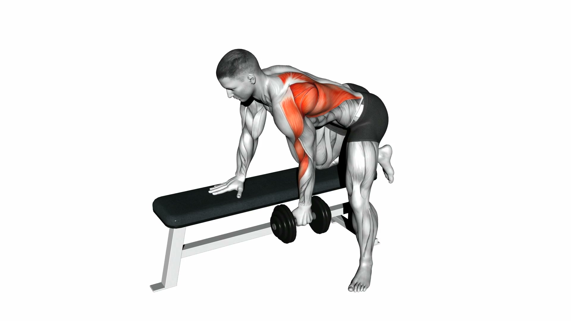 Dumbbell Bent-Over Row demo