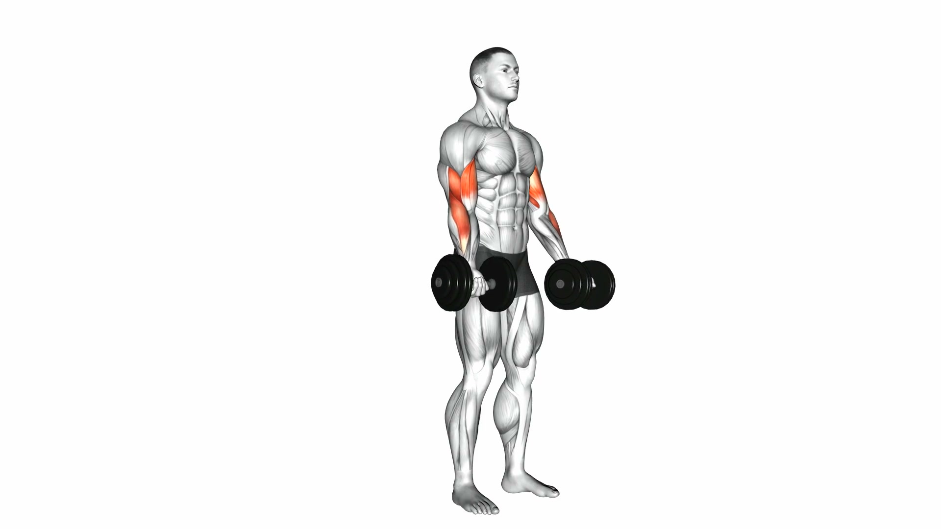 Dumbbell Biceps Curl demo