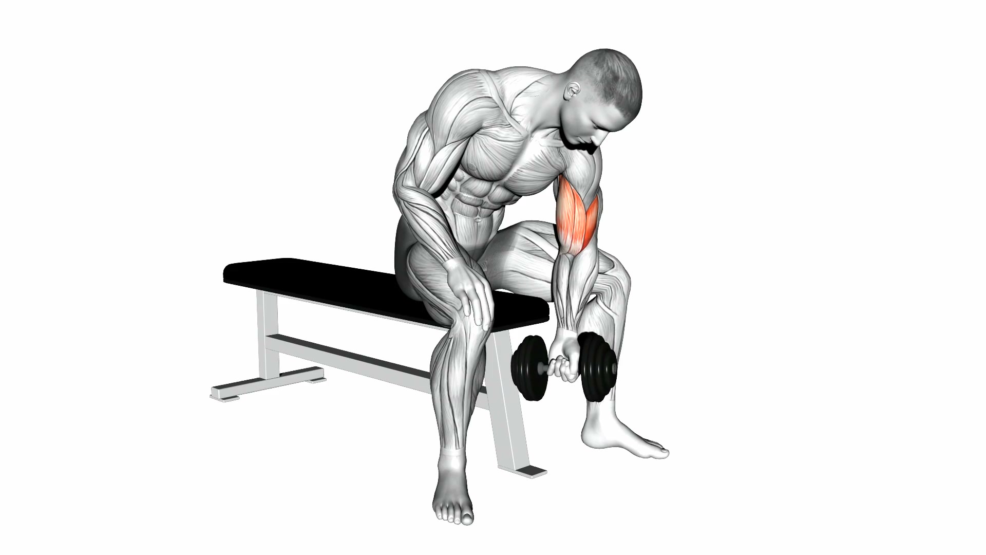 Dumbbell Concentration Curl demo