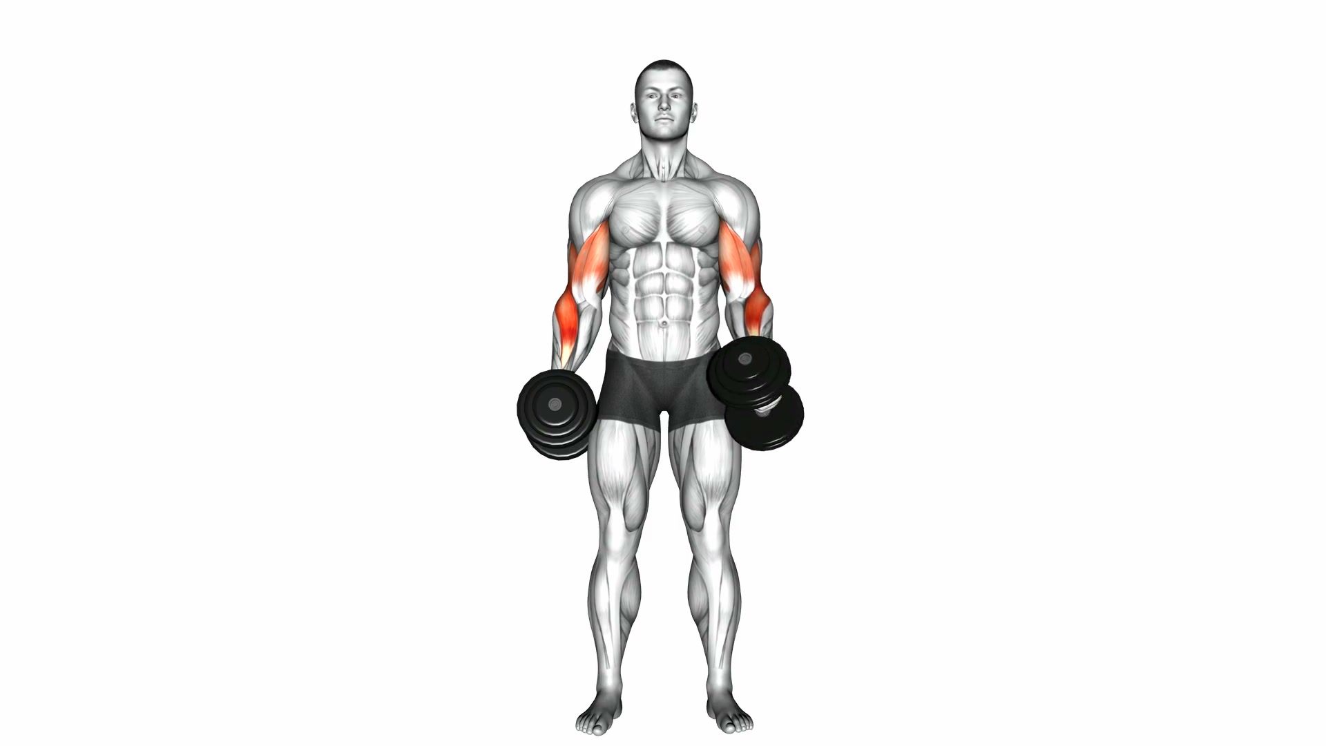 Dumbbell Cross Body Hammer Curl demo