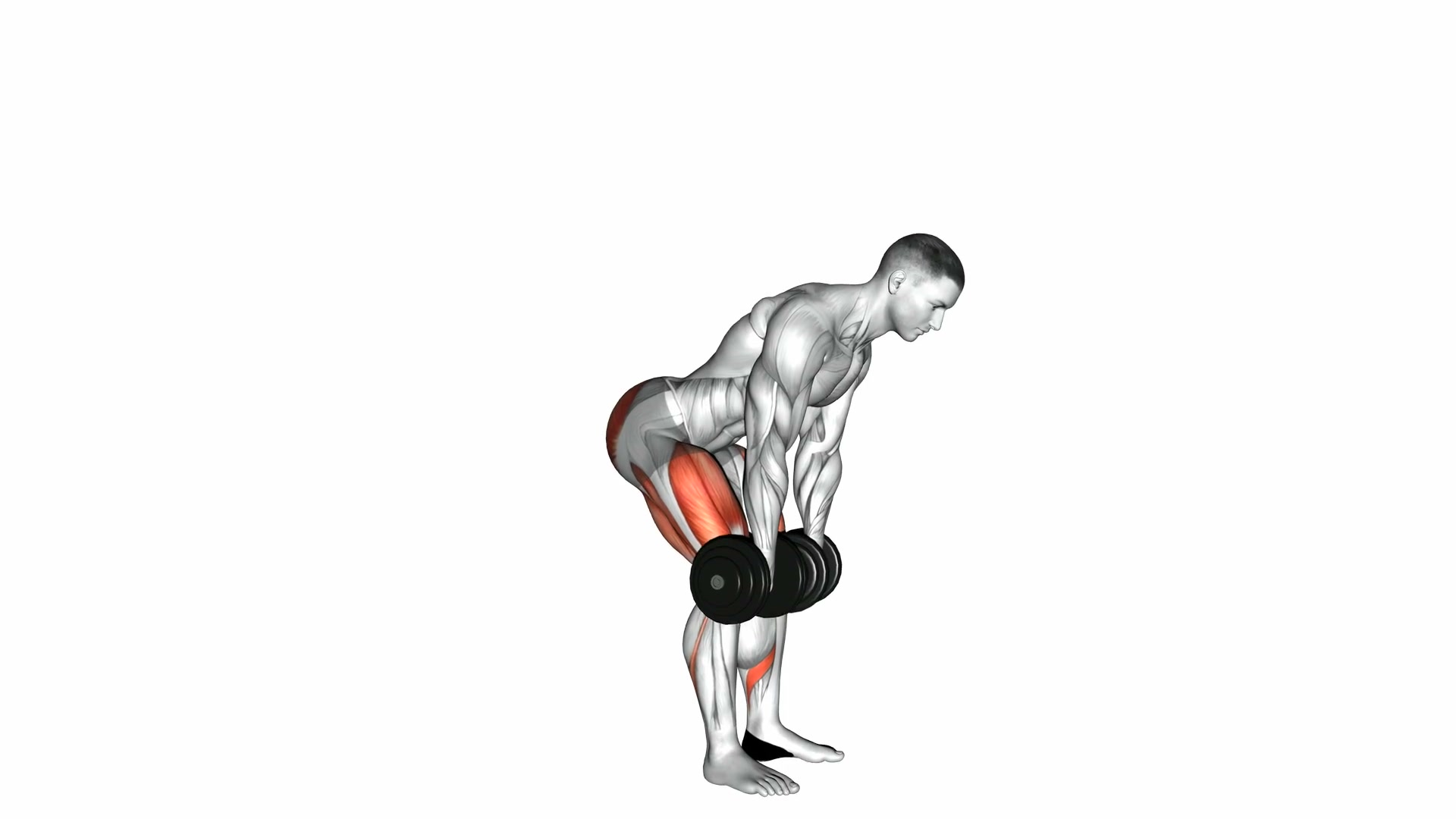Dumbbell Deadlift demo