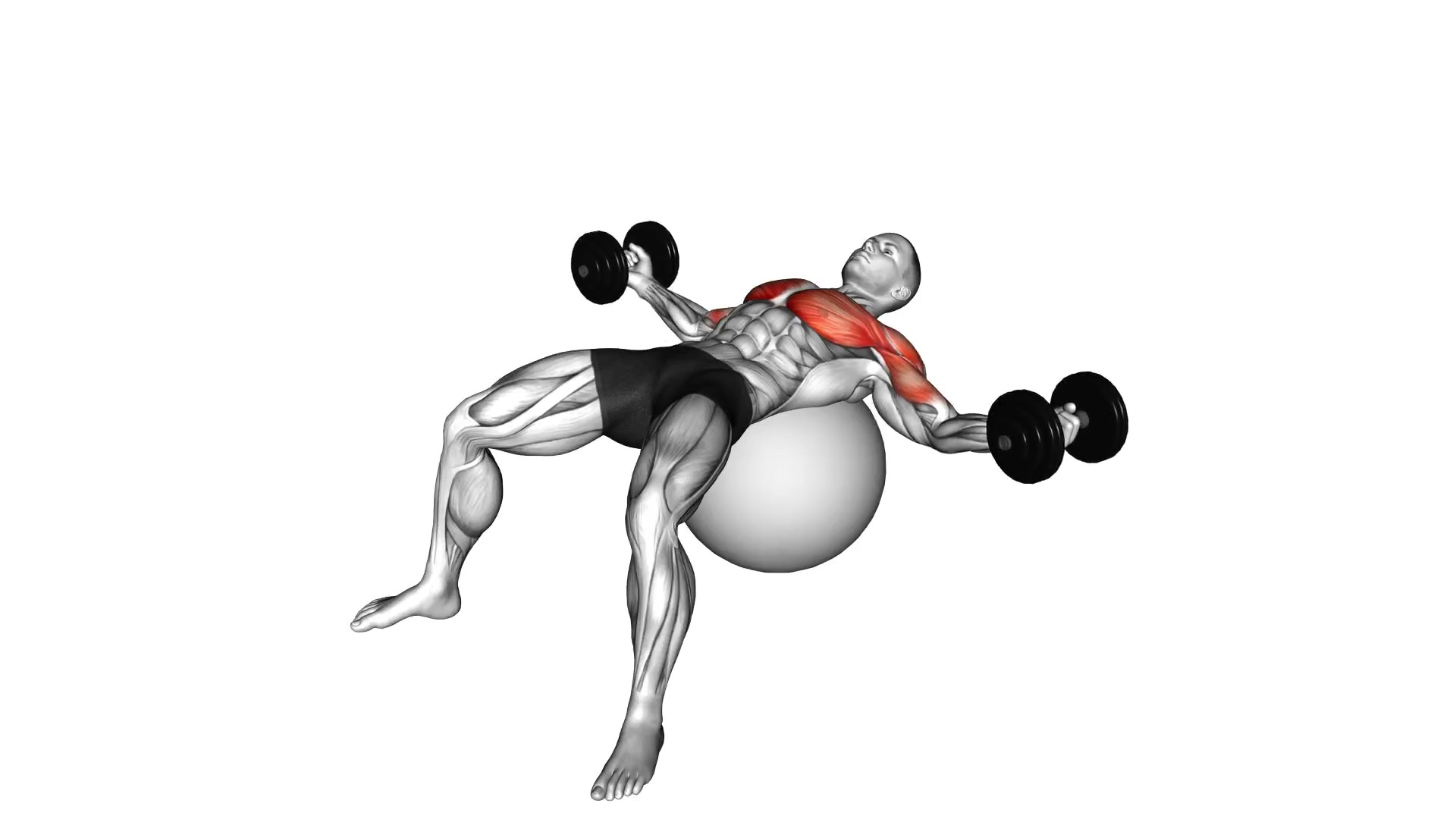 Dumbbell Fly On Exercise Ball demo