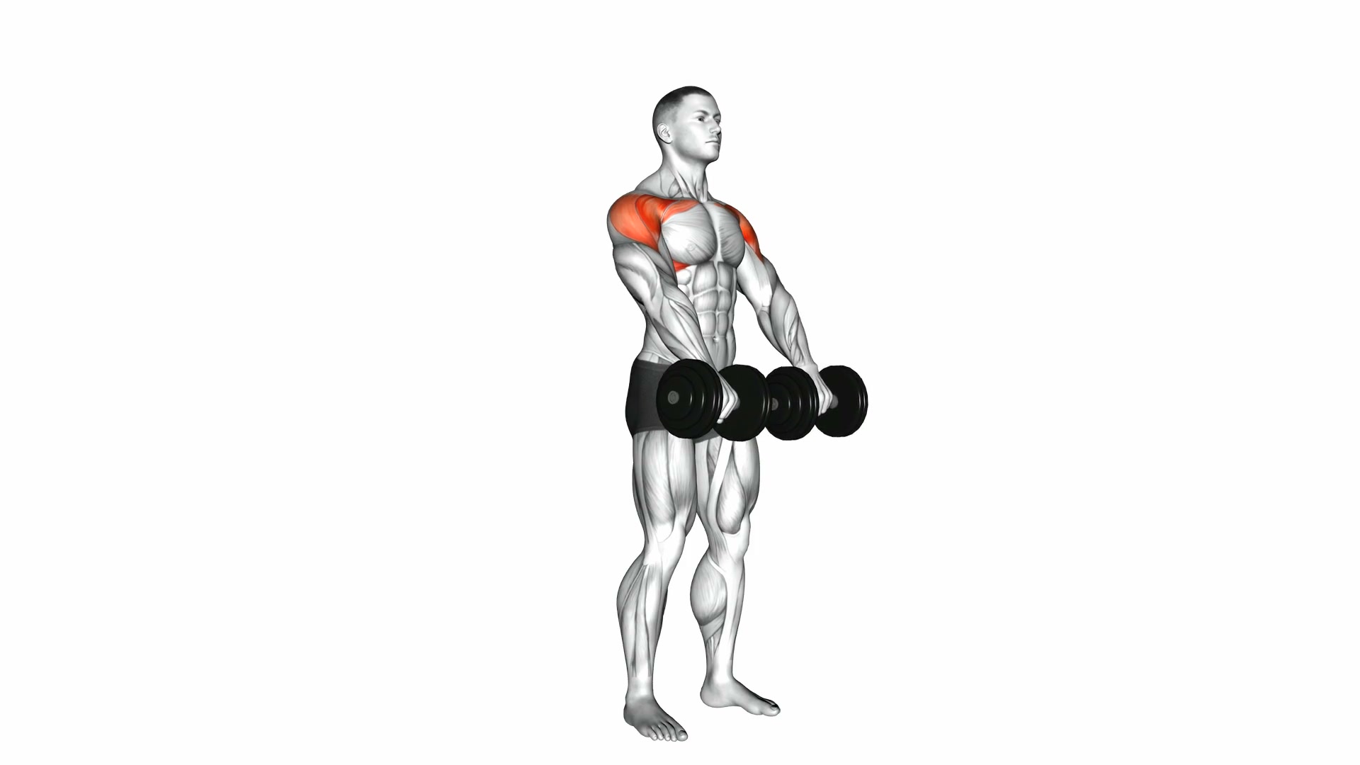 Dumbbell Front Raise demo