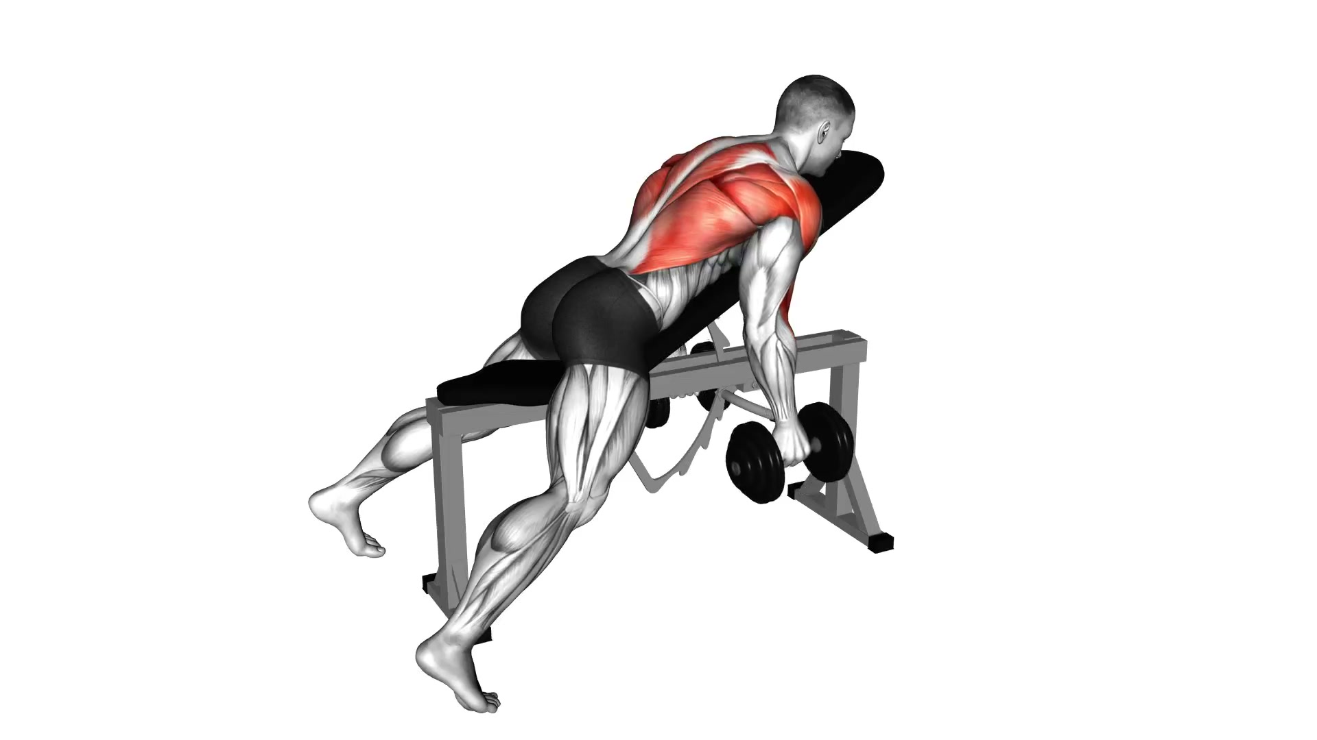 Dumbbell Hammer Grip Incline Bench Row demo