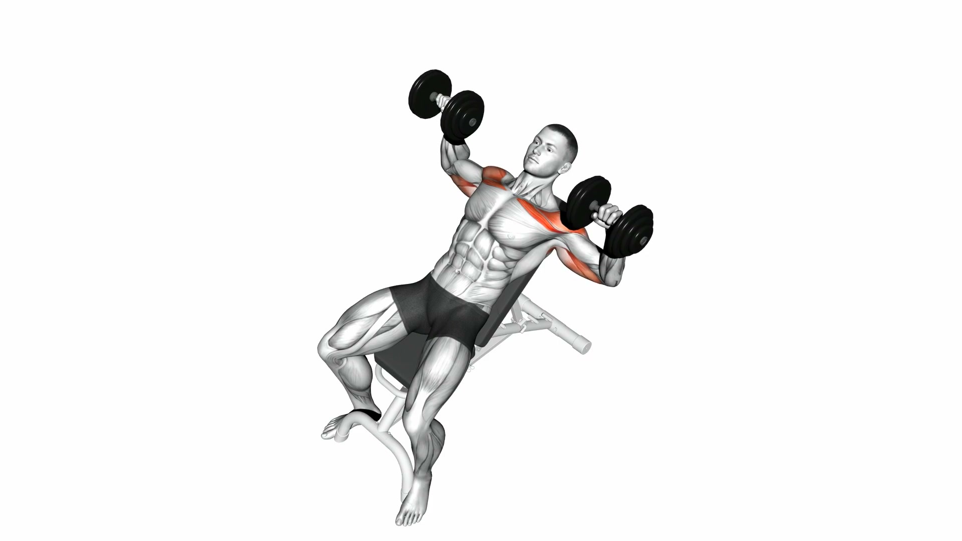 Dumbbell Incline Bench Press demo