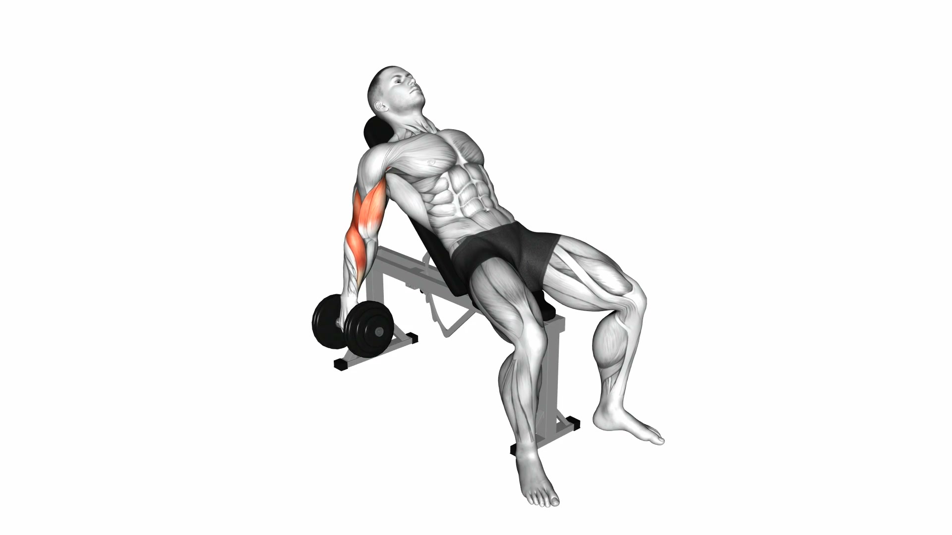 Dumbbell Incline Biceps Curl demo