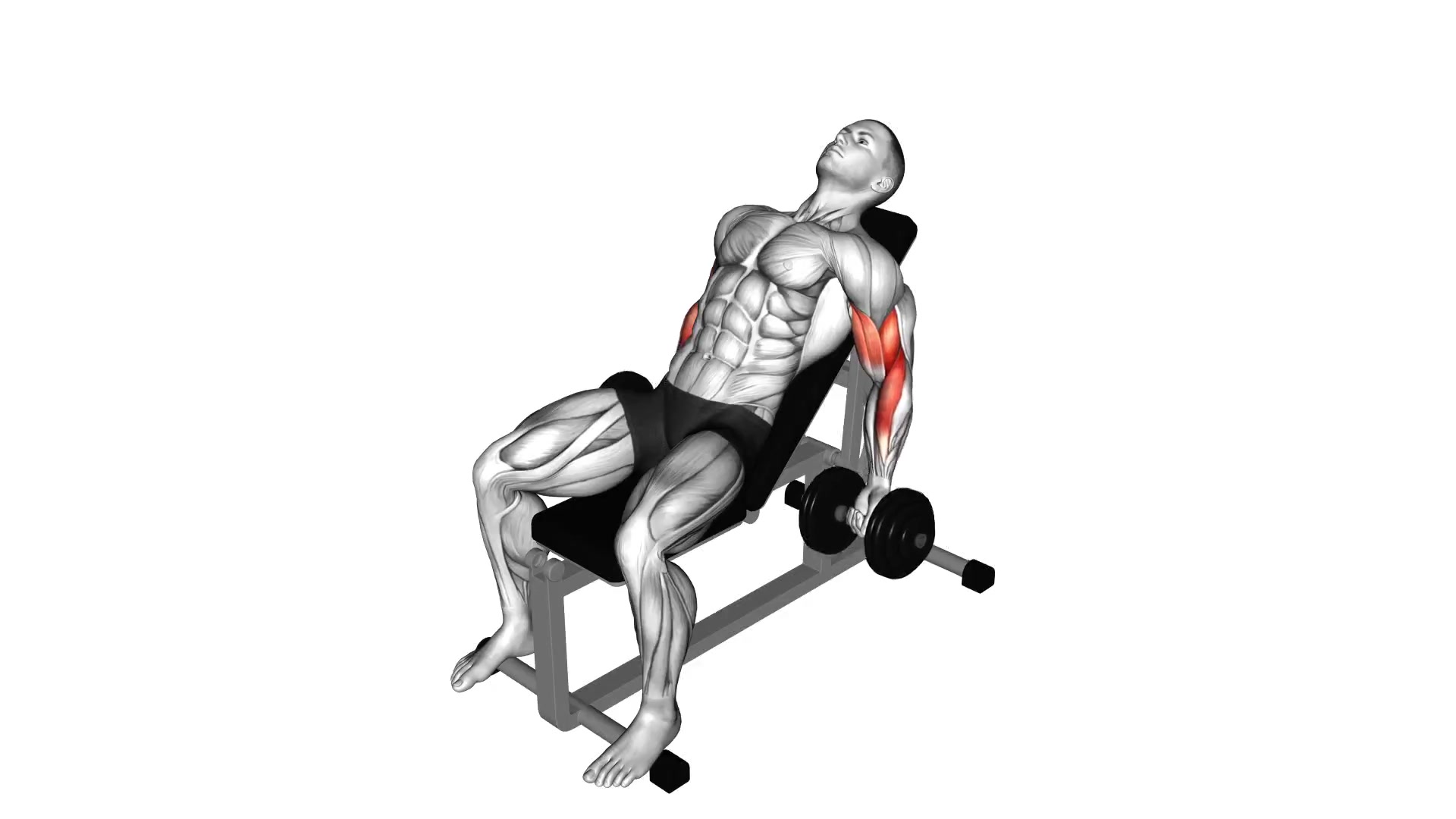 Dumbbell Incline Curl demo