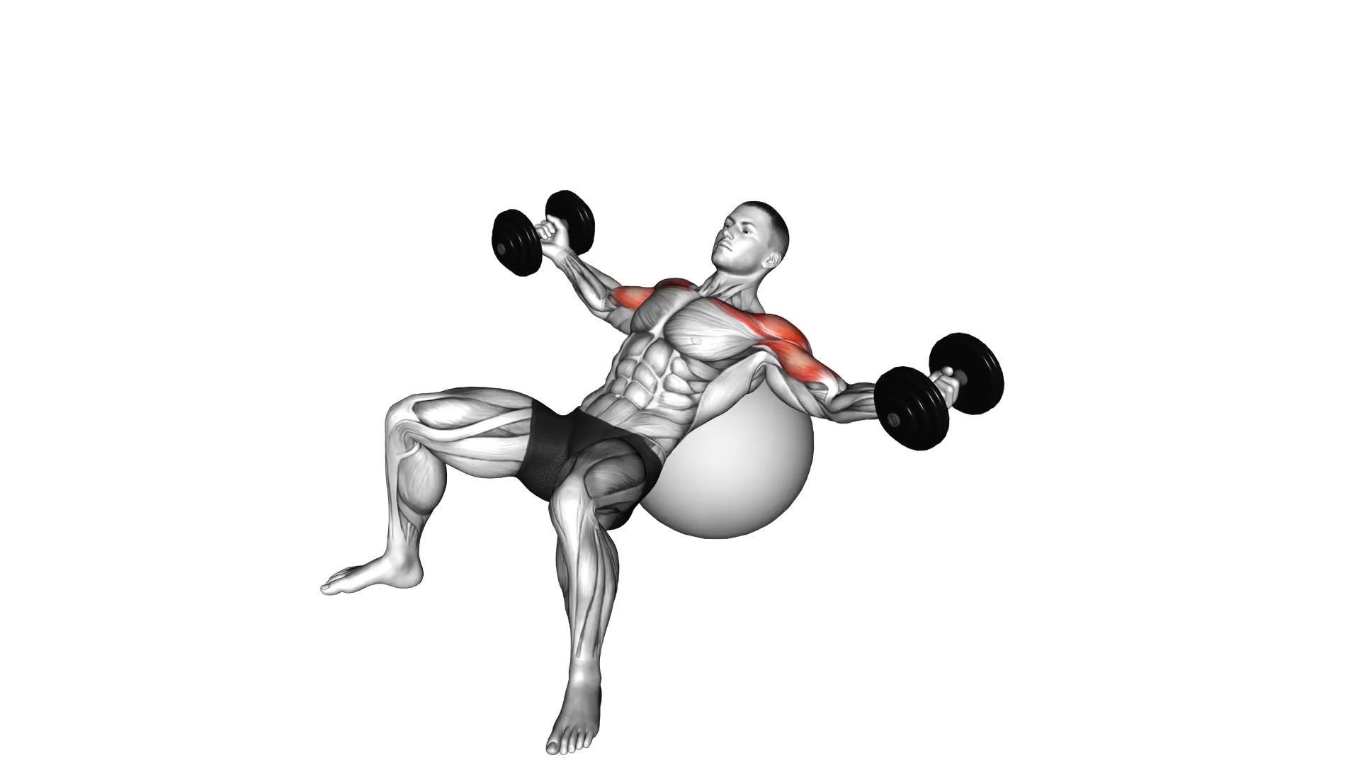 Dumbbell Incline Fly On Exercise Ball demo