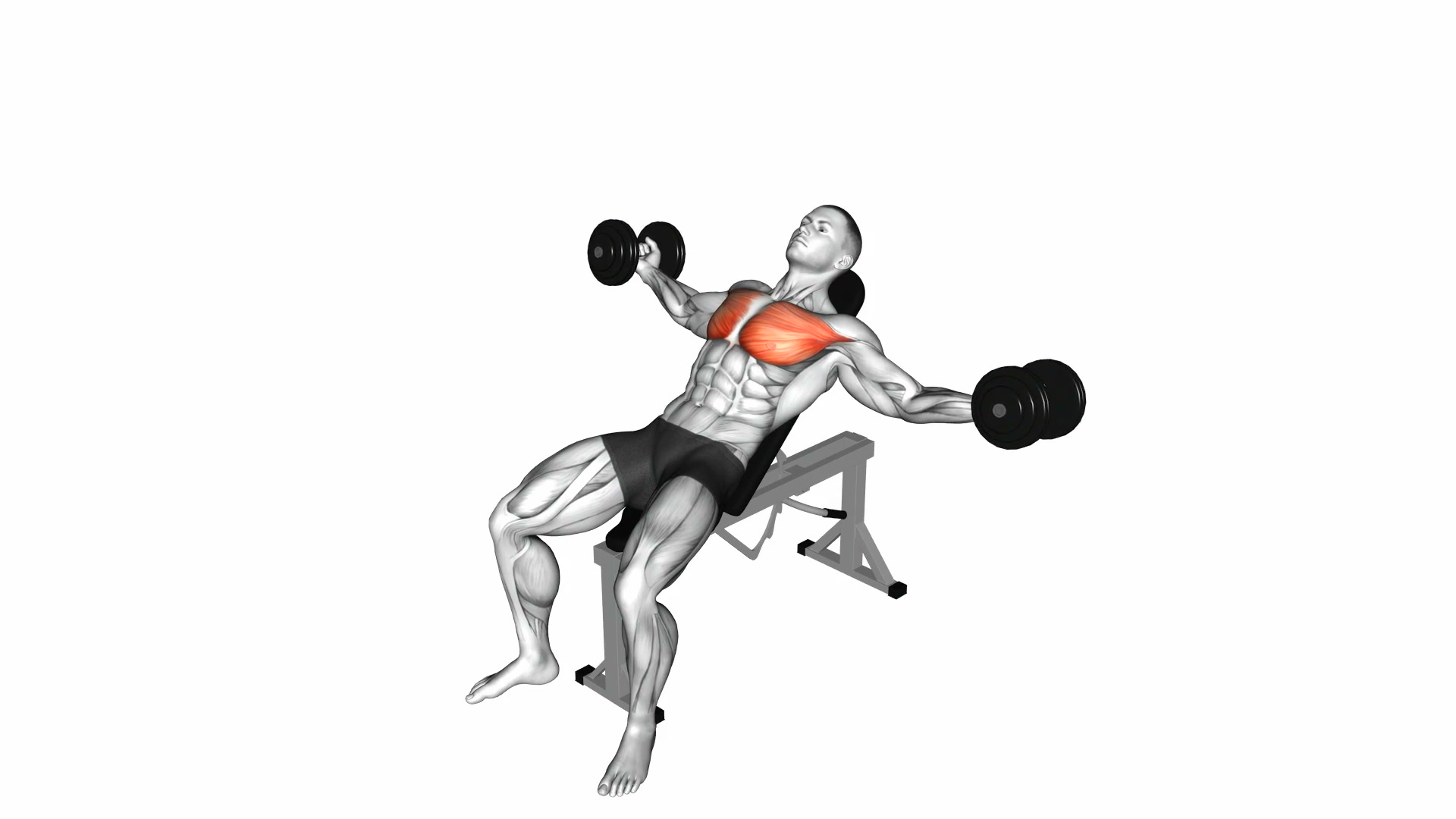 Dumbbell Incline Fly demo