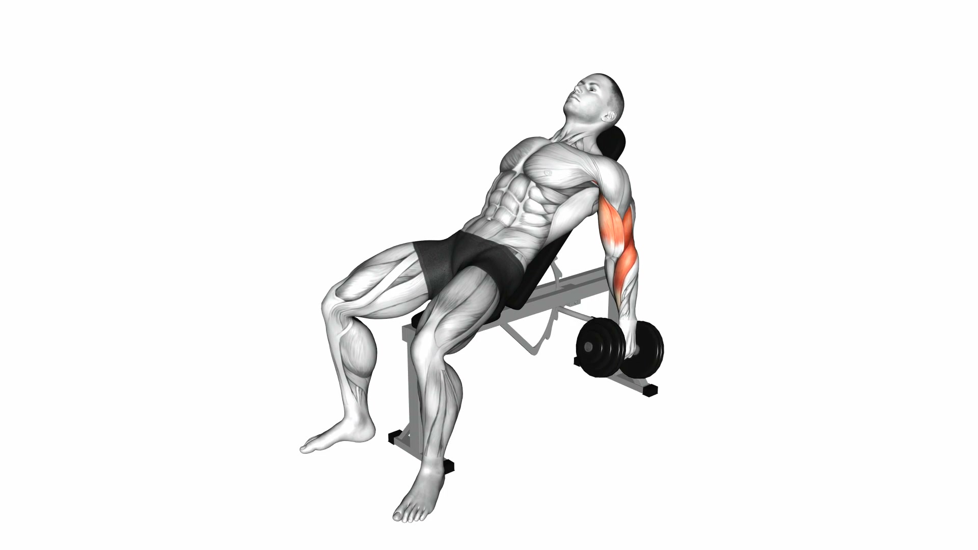 Dumbbell Incline Hammer Curl demo