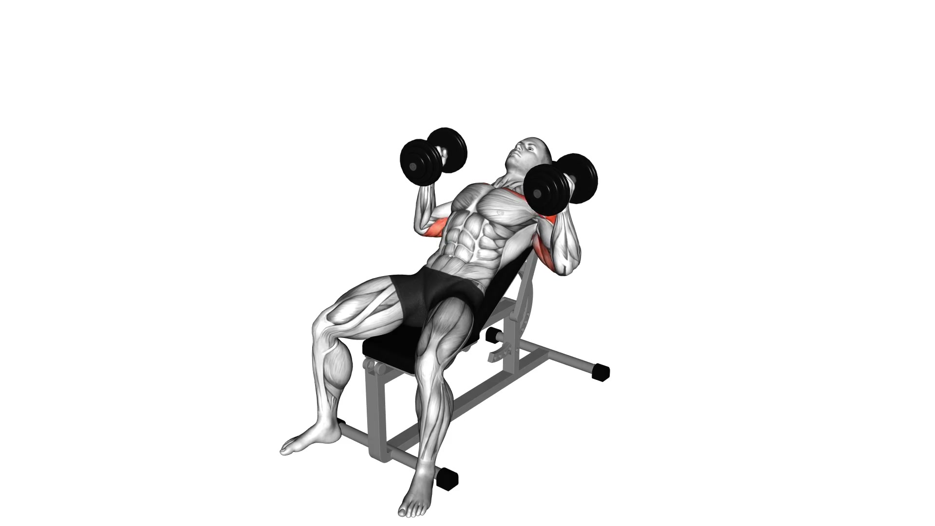 Dumbbell Incline Hammer Press demo