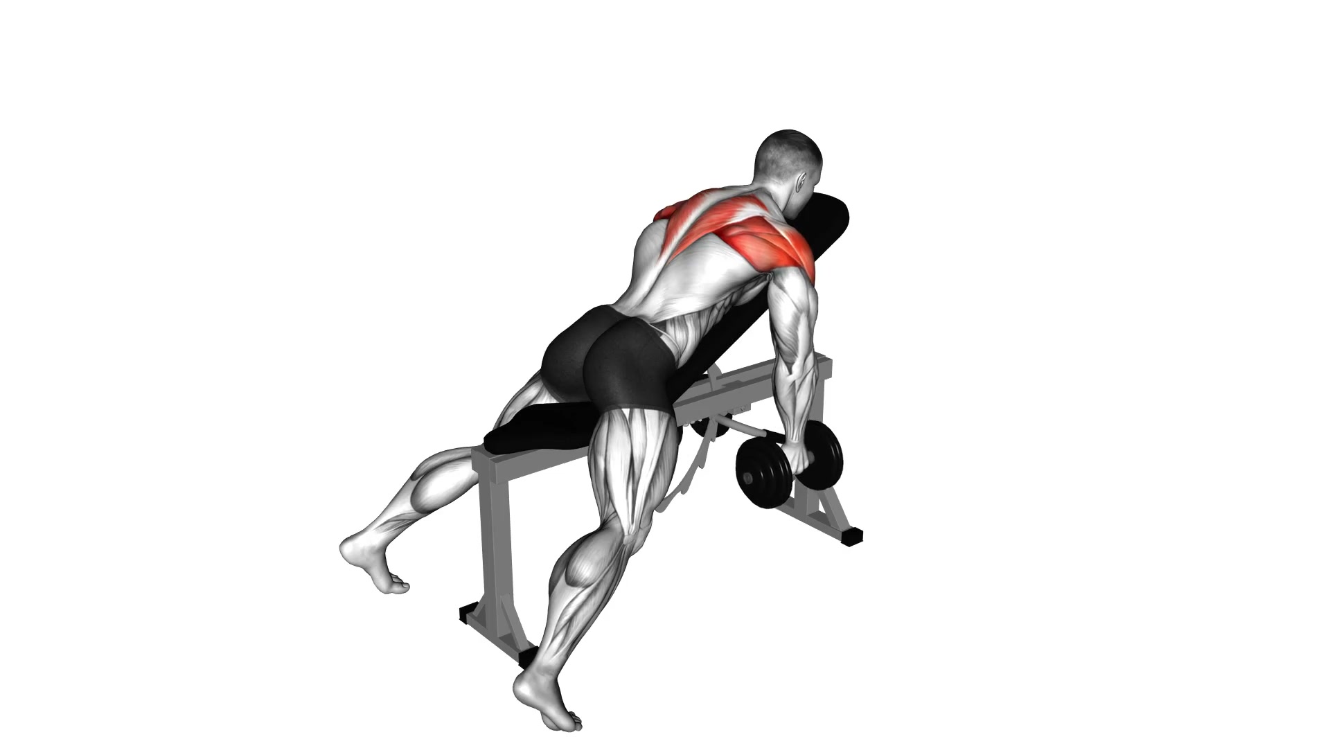 Dumbbell Incline Rear Lateral Raise demo