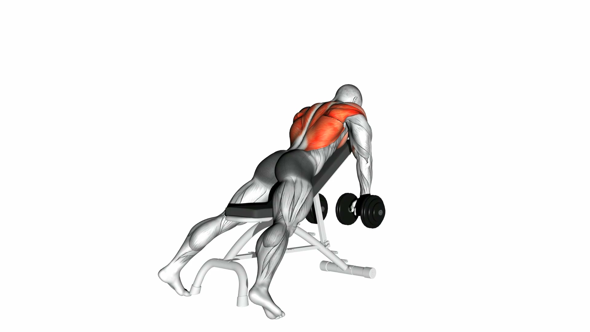 Dumbbell Incline Row demo