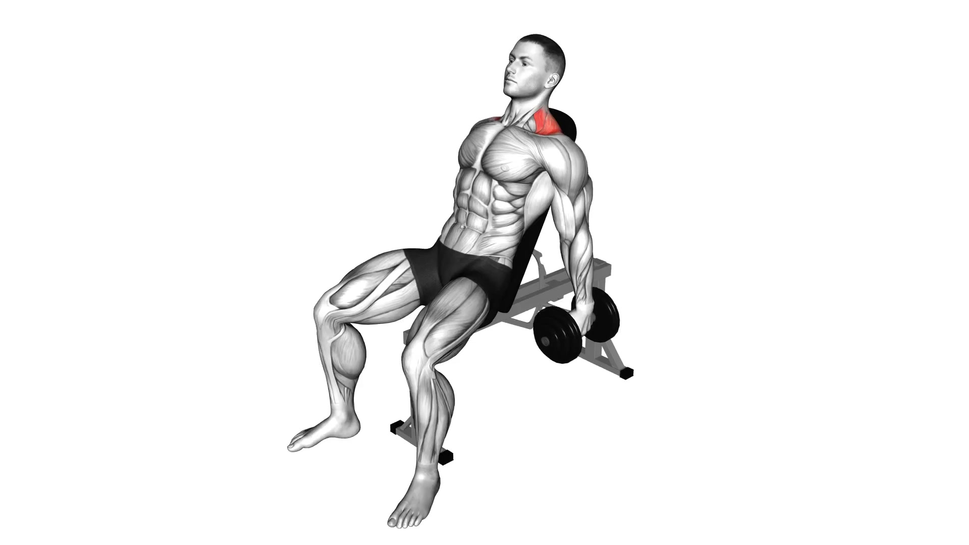 Dumbbell Incline Shrug demo