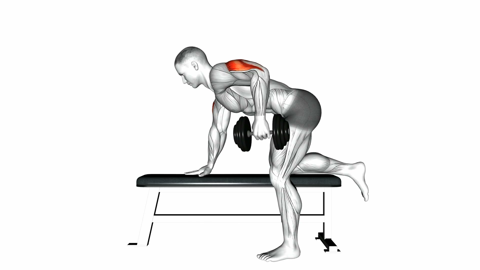 Dumbbell Kickback demo