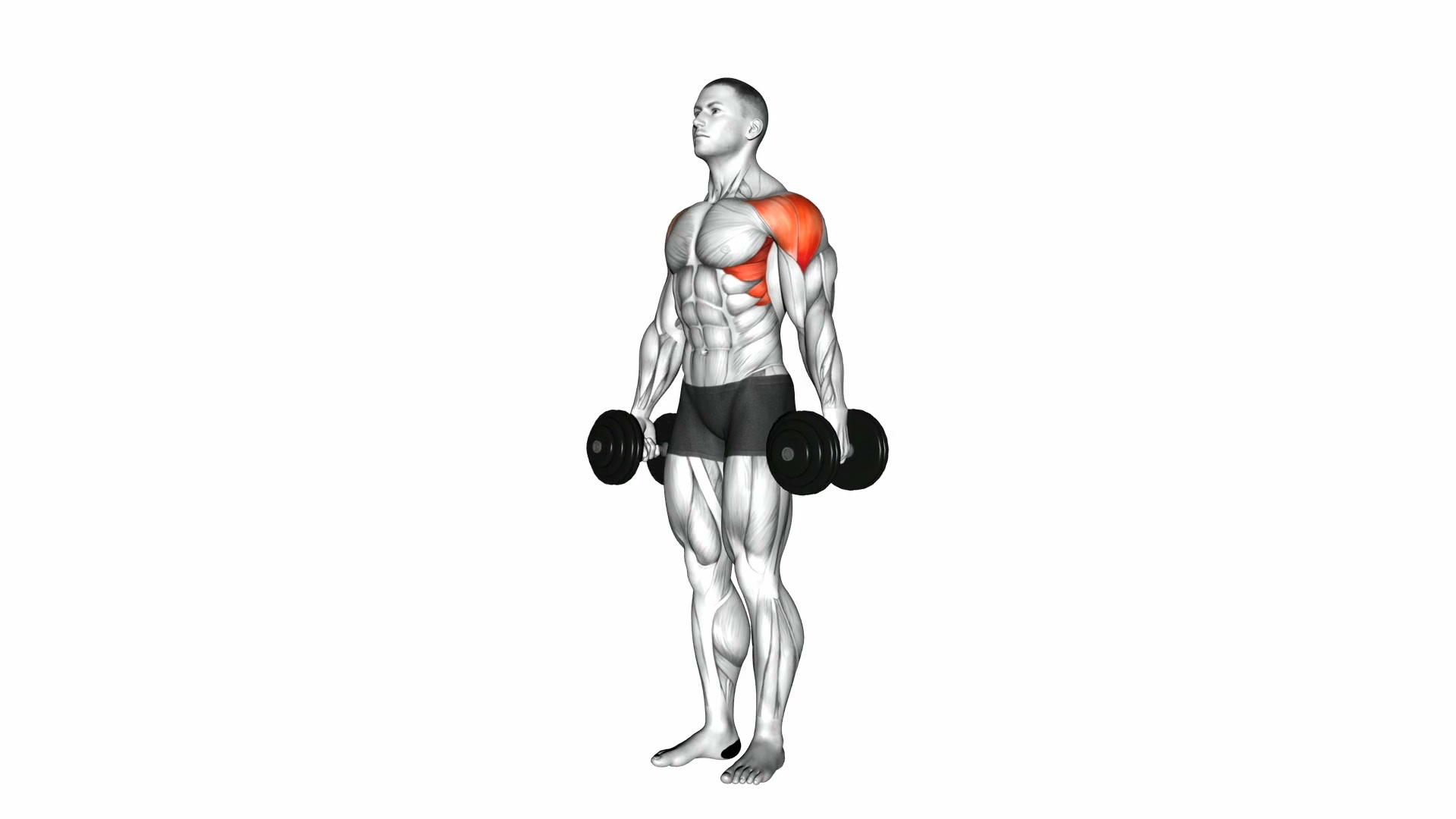 Dumbbell Lateral Raise demo