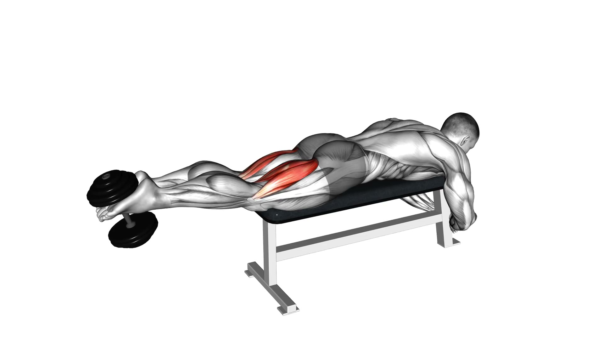 Dumbbell Lying Leg Curl demo