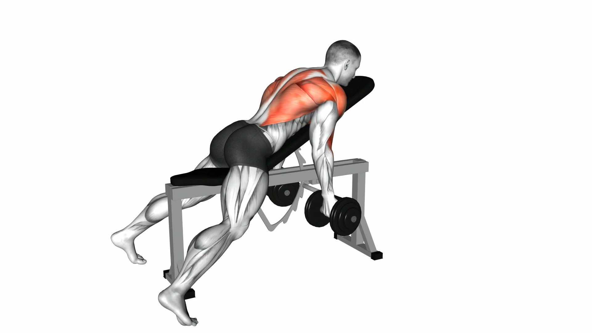 Dumbbell Lying Rear Delt Row demo